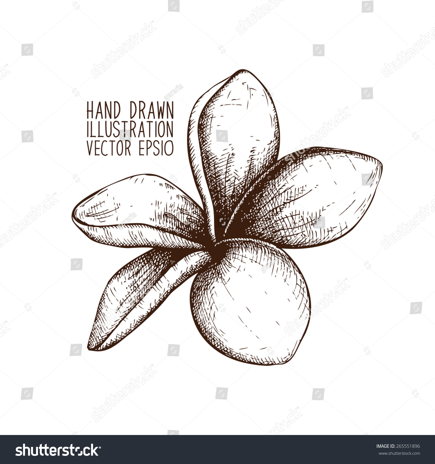 Ink Hand Drawn Frangipani Plumeria Sketch Stock Vector (Royalty Free) 26555...