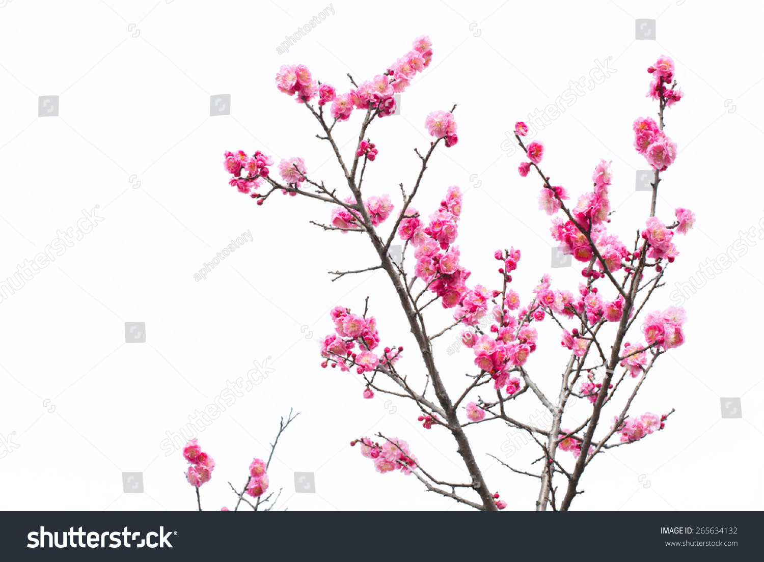 Plum Blossom Isolated On White Background Stock Photo 265634132 ...