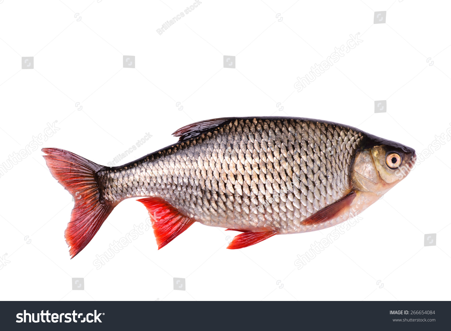 Карточки рыбы
