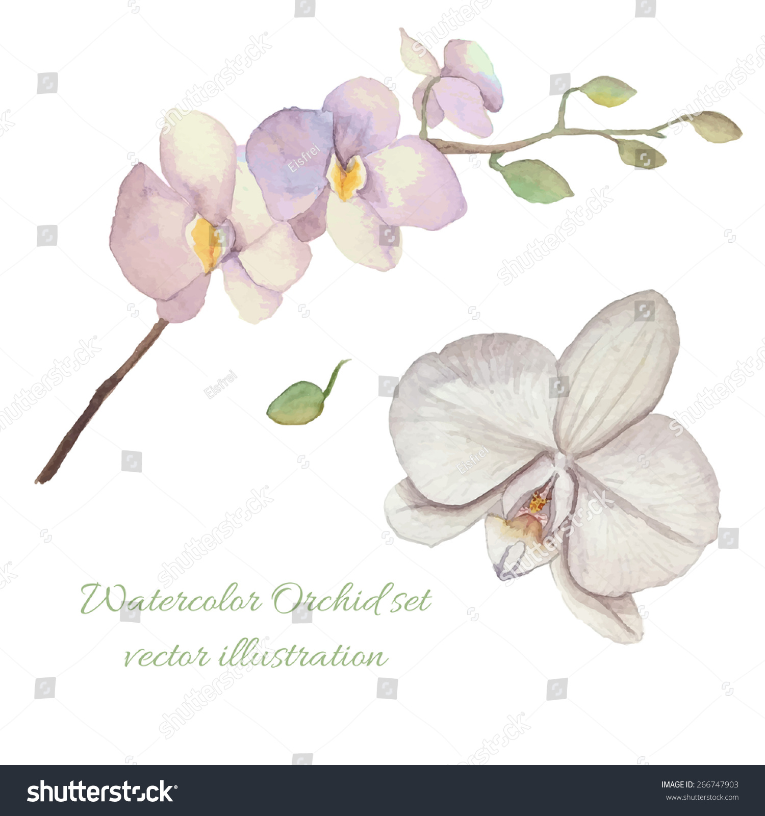 Белые орхидеи акварель вектор