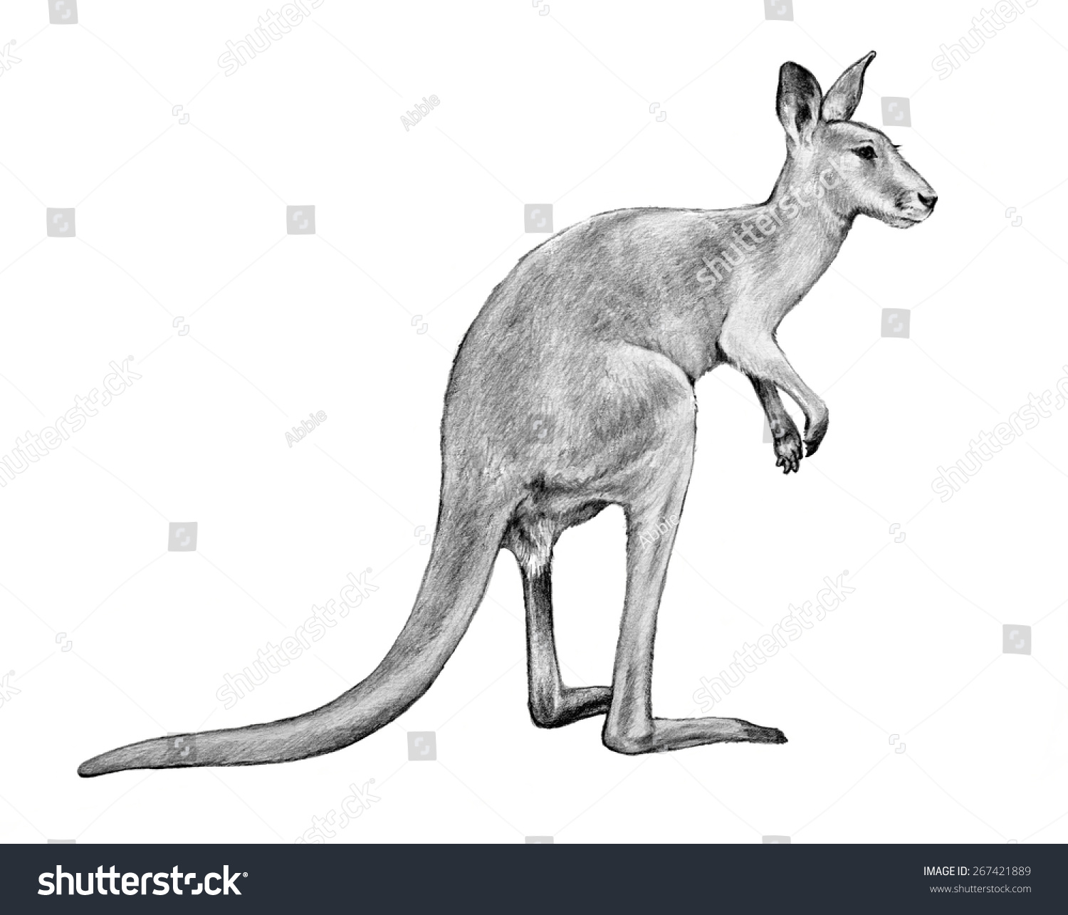 Рисунок кенгуру Грея