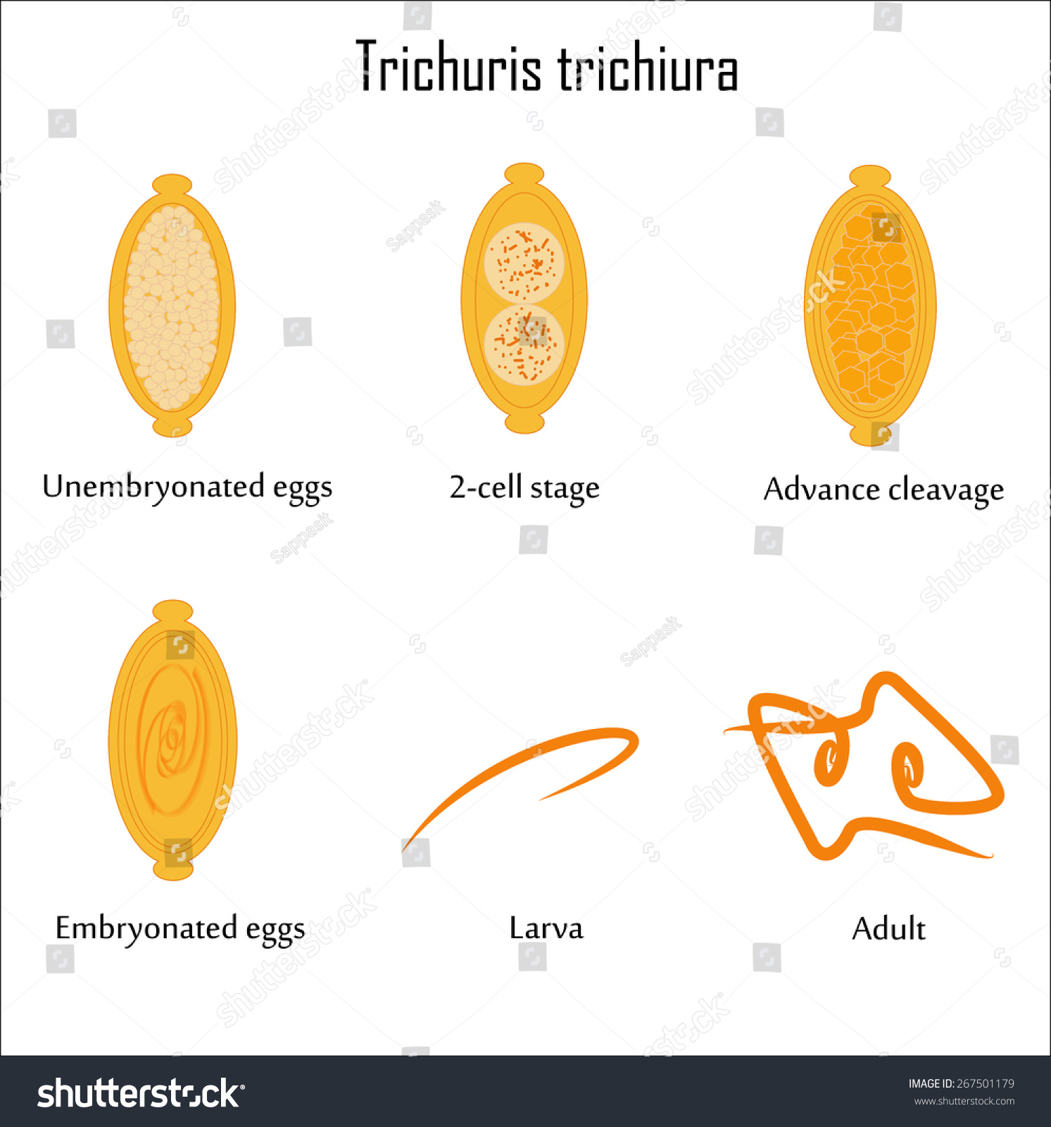 Vector Trichuris Trichiurathe Human Whipworm Stock Vector (Royalty Free ...