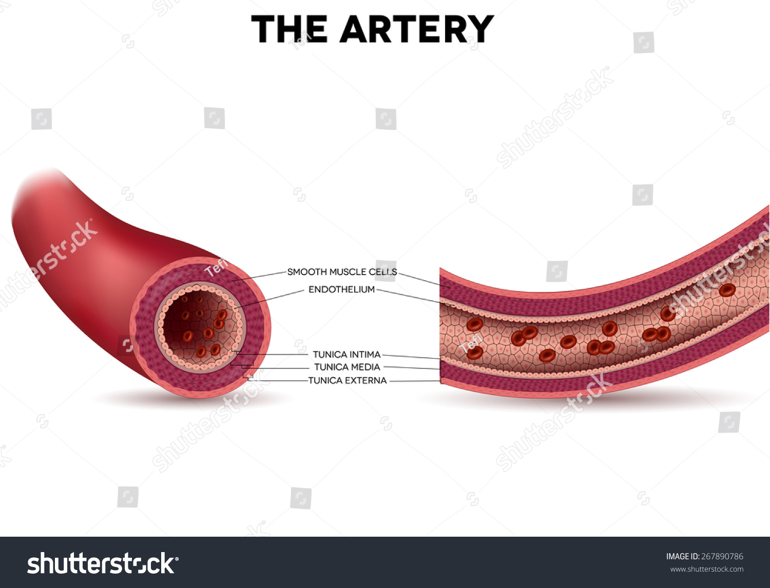 Healthy Artery Anatomy Artery Layers Detailed Stock Illustration 