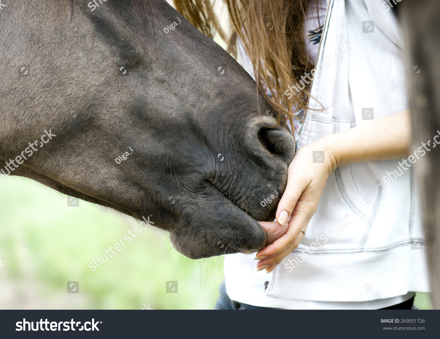 Horse Licking