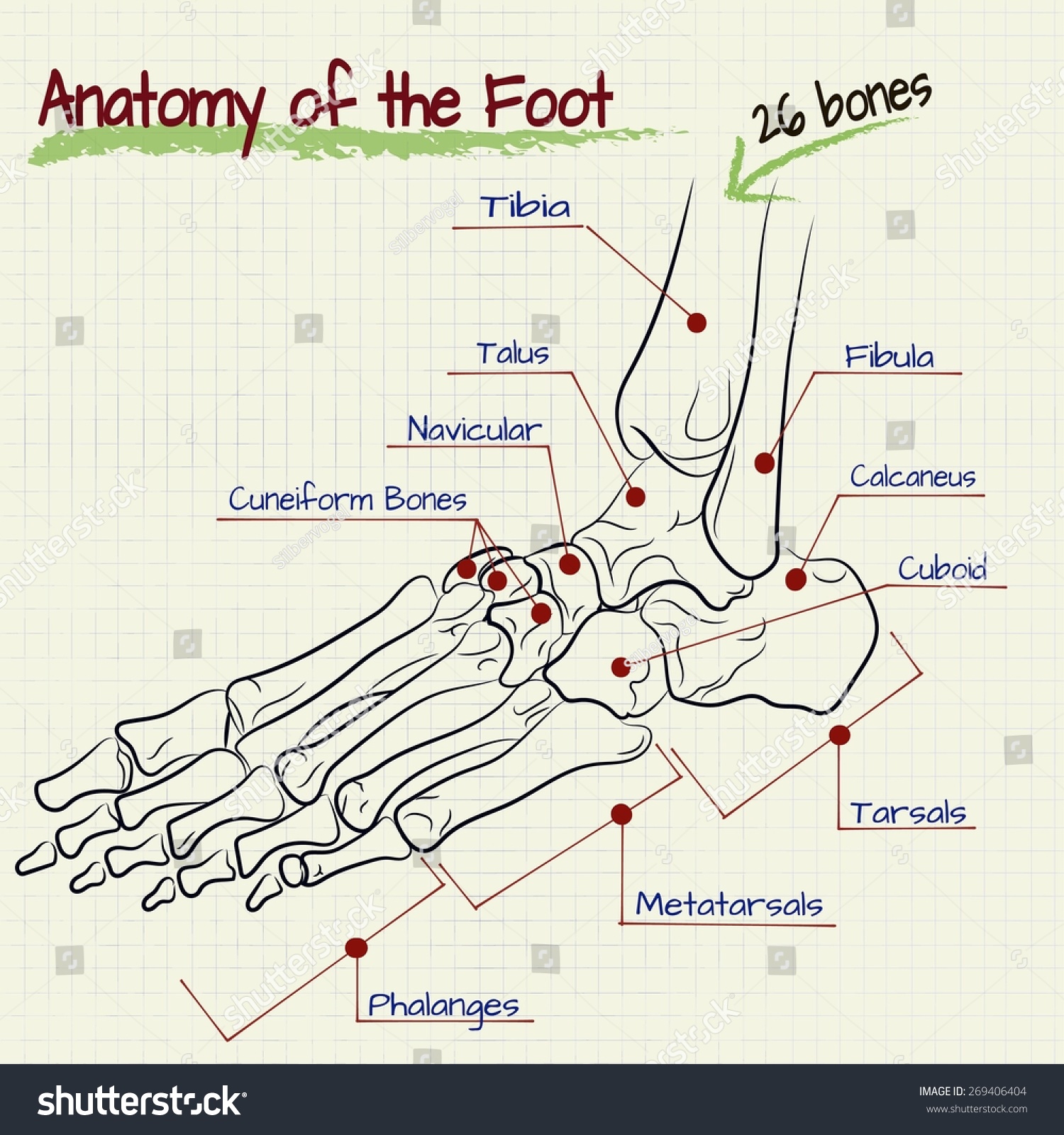 Vector Drawing Structure Human Foot Stock Vector (Royalty Free ...