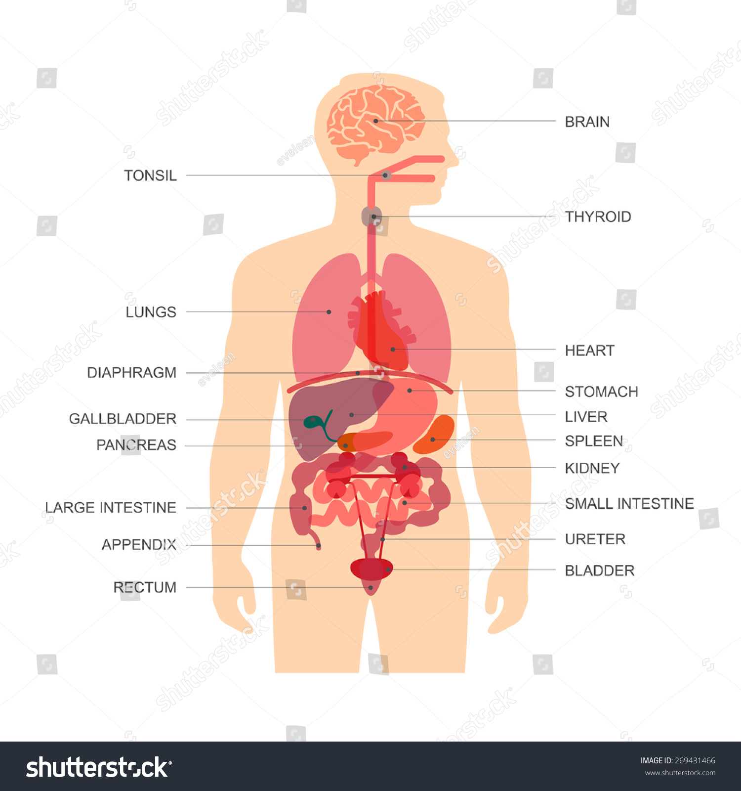 Внутренние органы человека плакат в высоком качестве