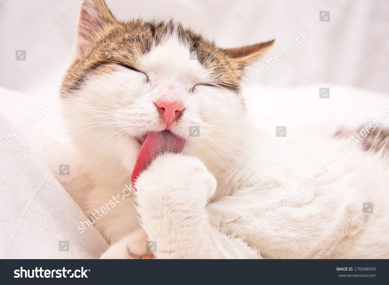 Cat Lick Cock