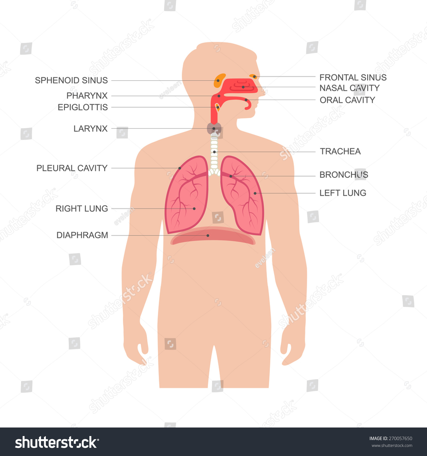 Human Respiratory System Anatomy Vector Medical Stock Vector (Royalty ...