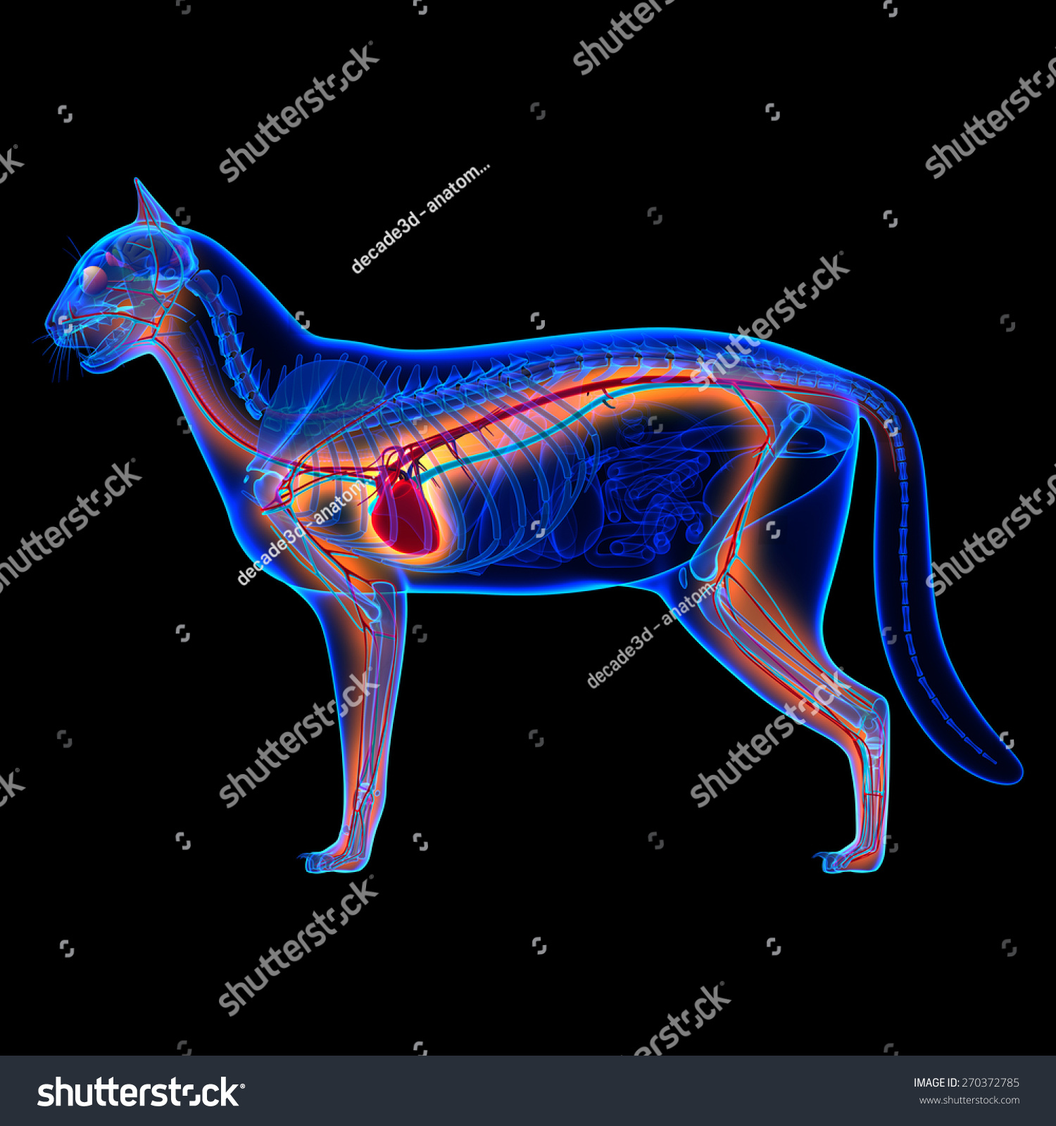 Cat Heart Anatomy Circulatory System Stock Illustration 270372785 ...