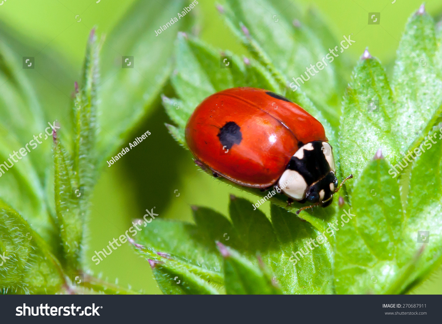 Two Spotted Ladybug Stock Photo 270687911 | Shutterstock