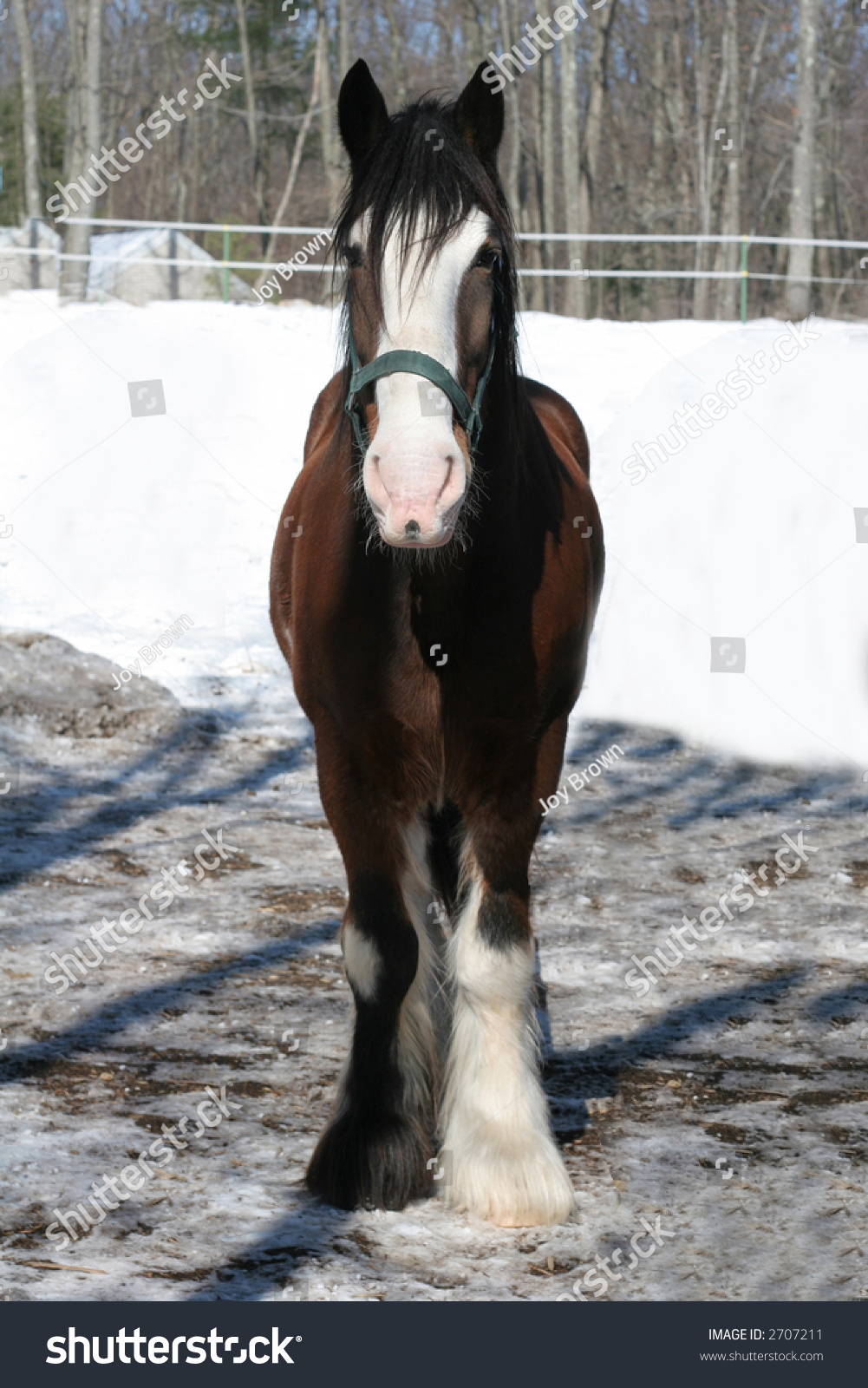 clydesdale horses running