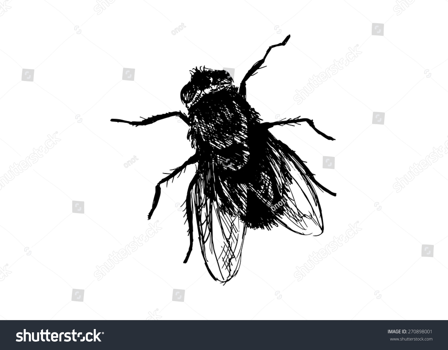 Hand Drawing Housefly Stock Vector (Royalty Free) 270898001 | Shutterstock