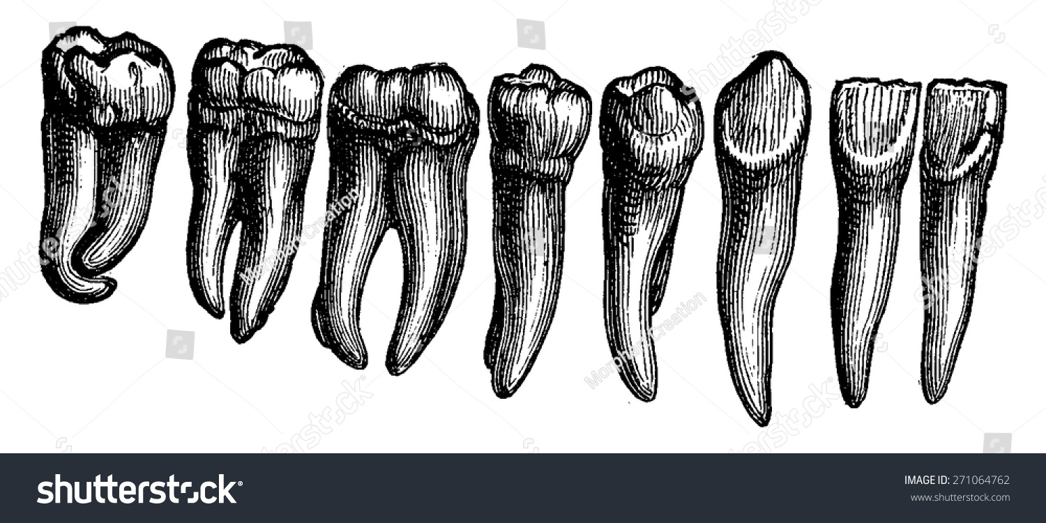 Human Teeth Vintage Engraved Illustration La Stock Vector (Royalty Free ...