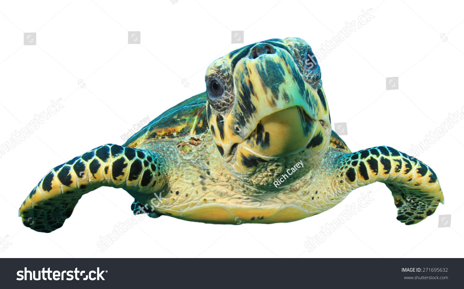 Hawksbill Sea Turtle Isolated On White Stock Photo 271695632 | Shutterstock