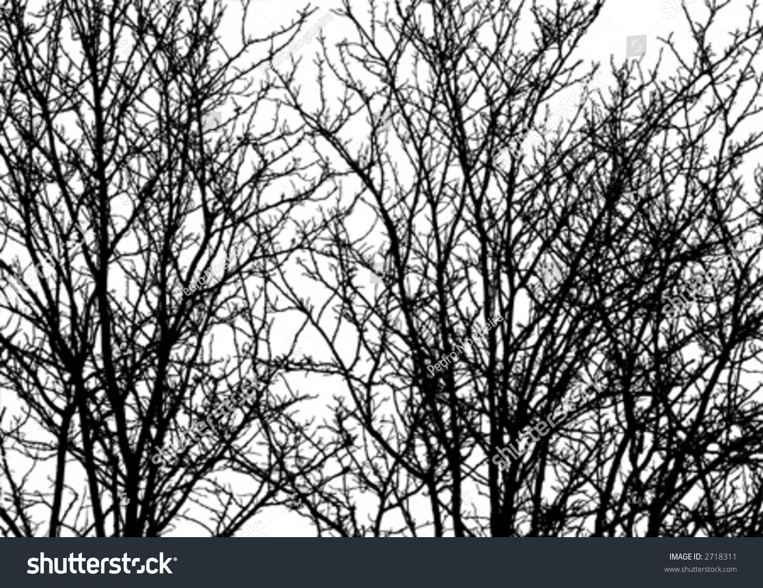 Silhouettes Trees Over White Background Colors Stock Vector (Royalty ...