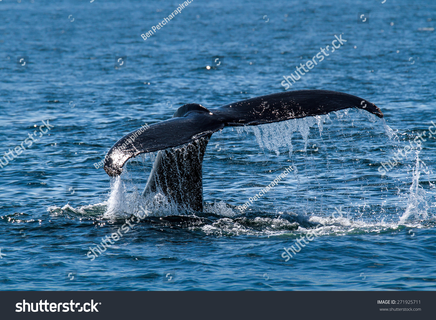 Humpback Whales Tail Water Splash Stock Photo 271925711 | Shutterstock