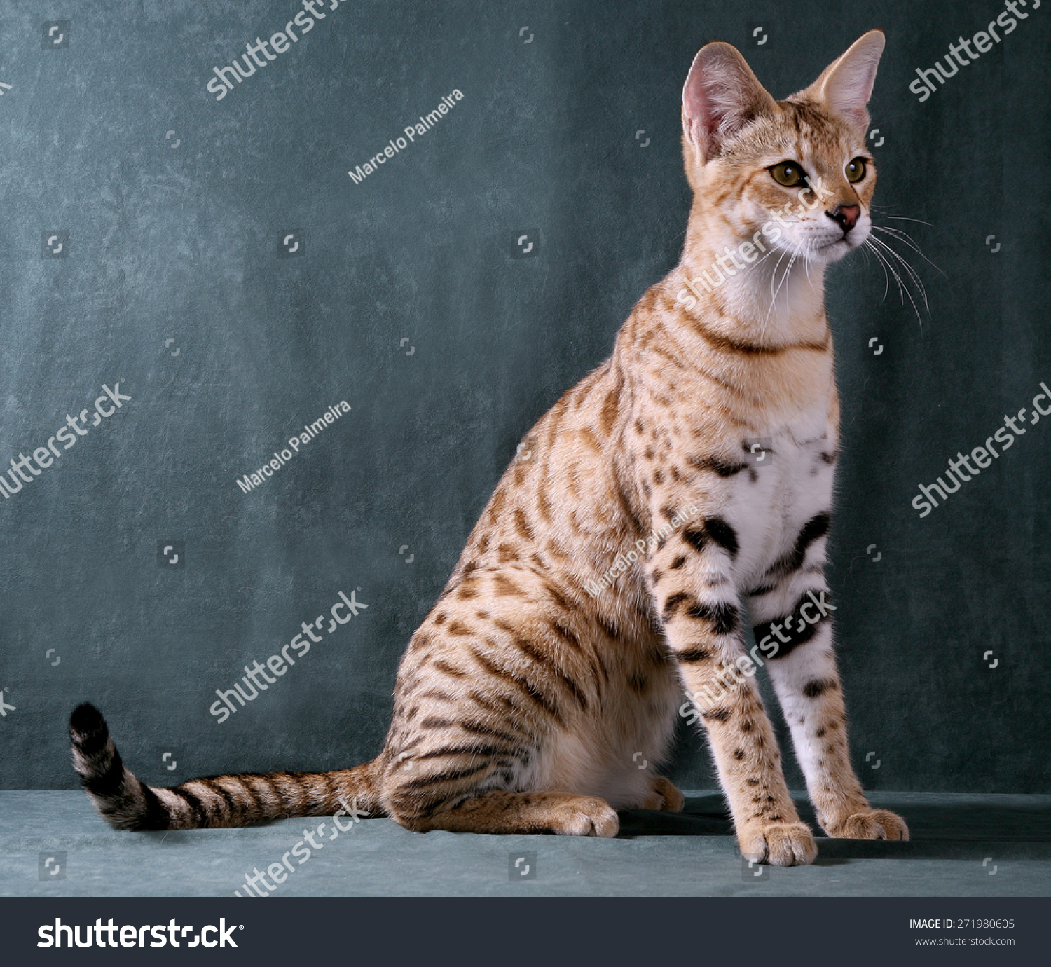 Испанская порода кошек