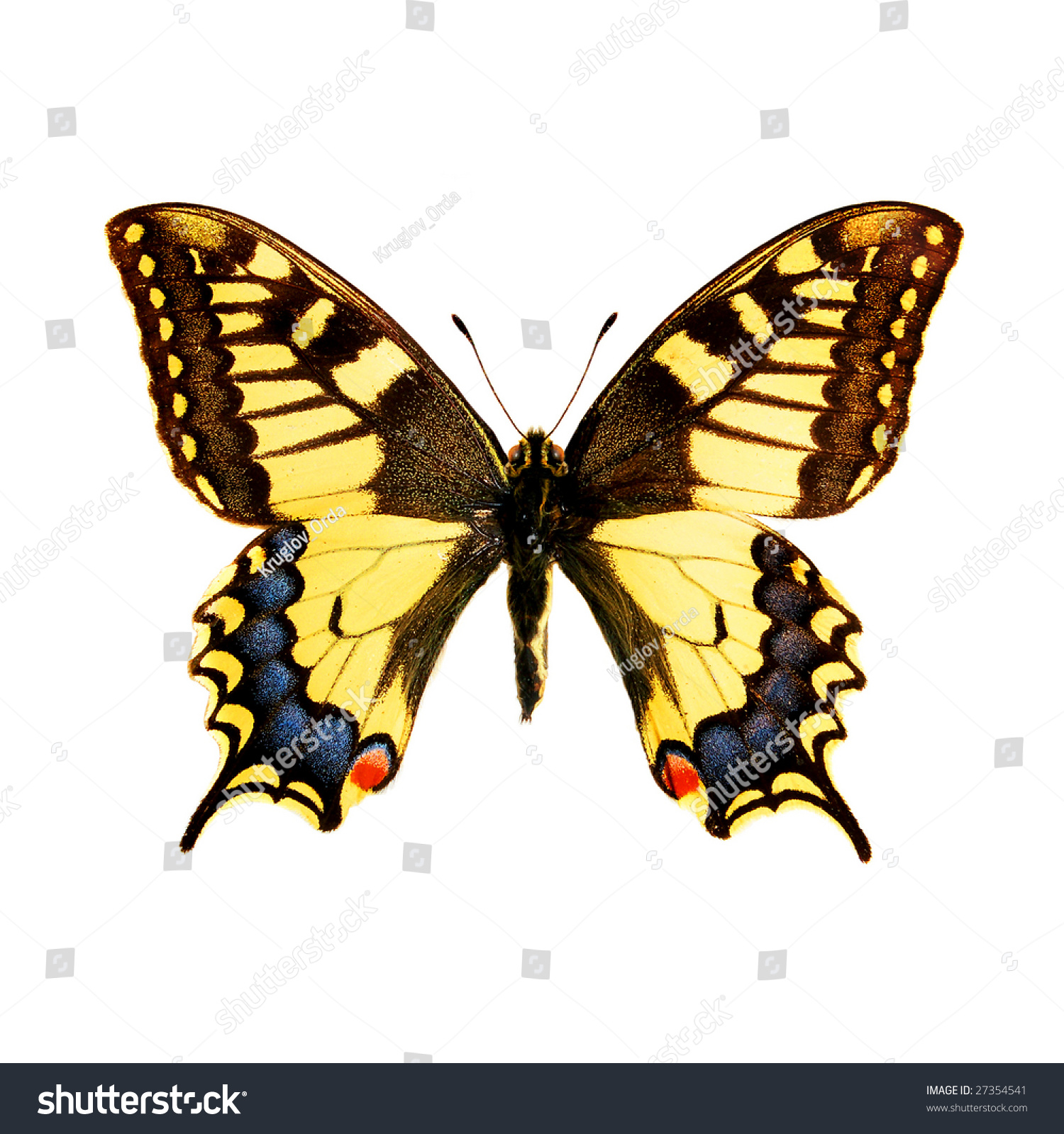 Butterfly Papilio Machaon On White Background Stock Photo 27354541 ...