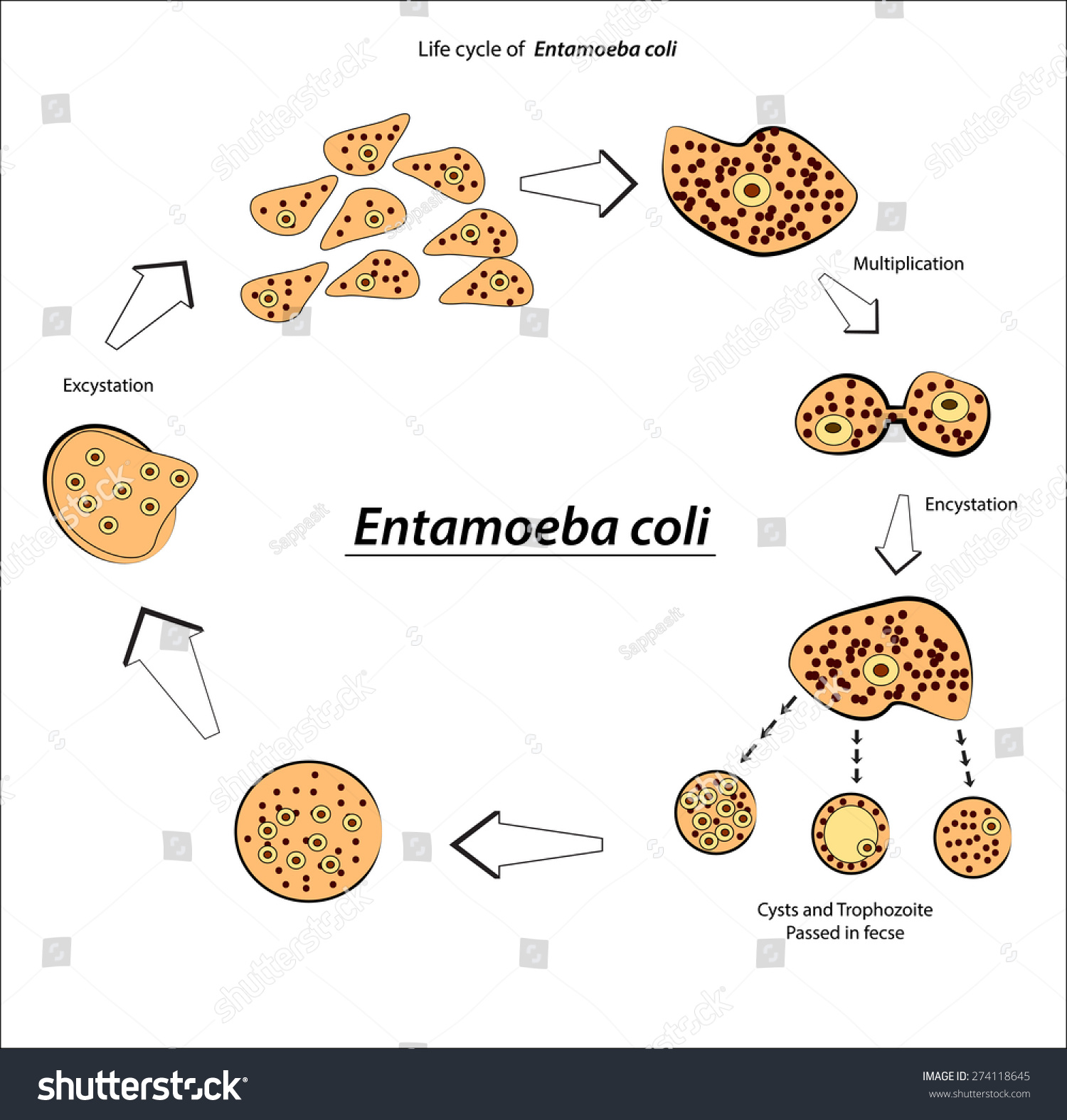 Жизненный цикл entamoeba histolytica схема