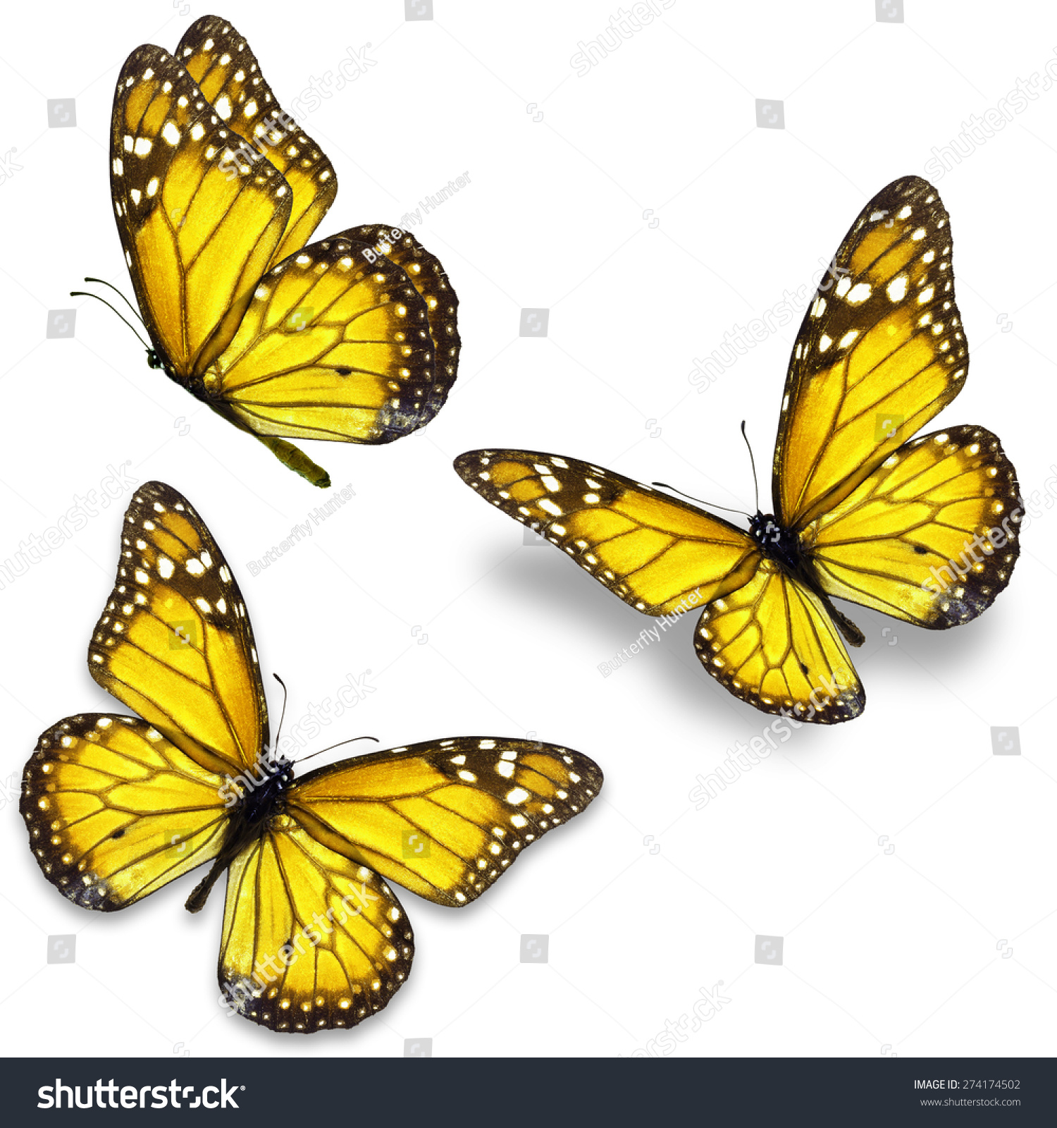 three-yellow-monarch-butterfly-isolated-on-274174502-shutterstock