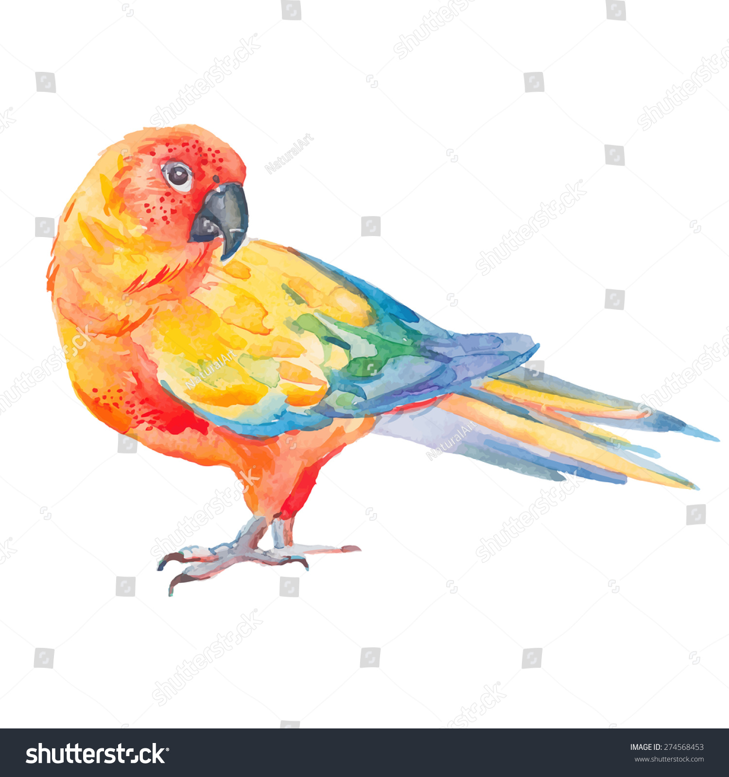 Птенец попугая акварель