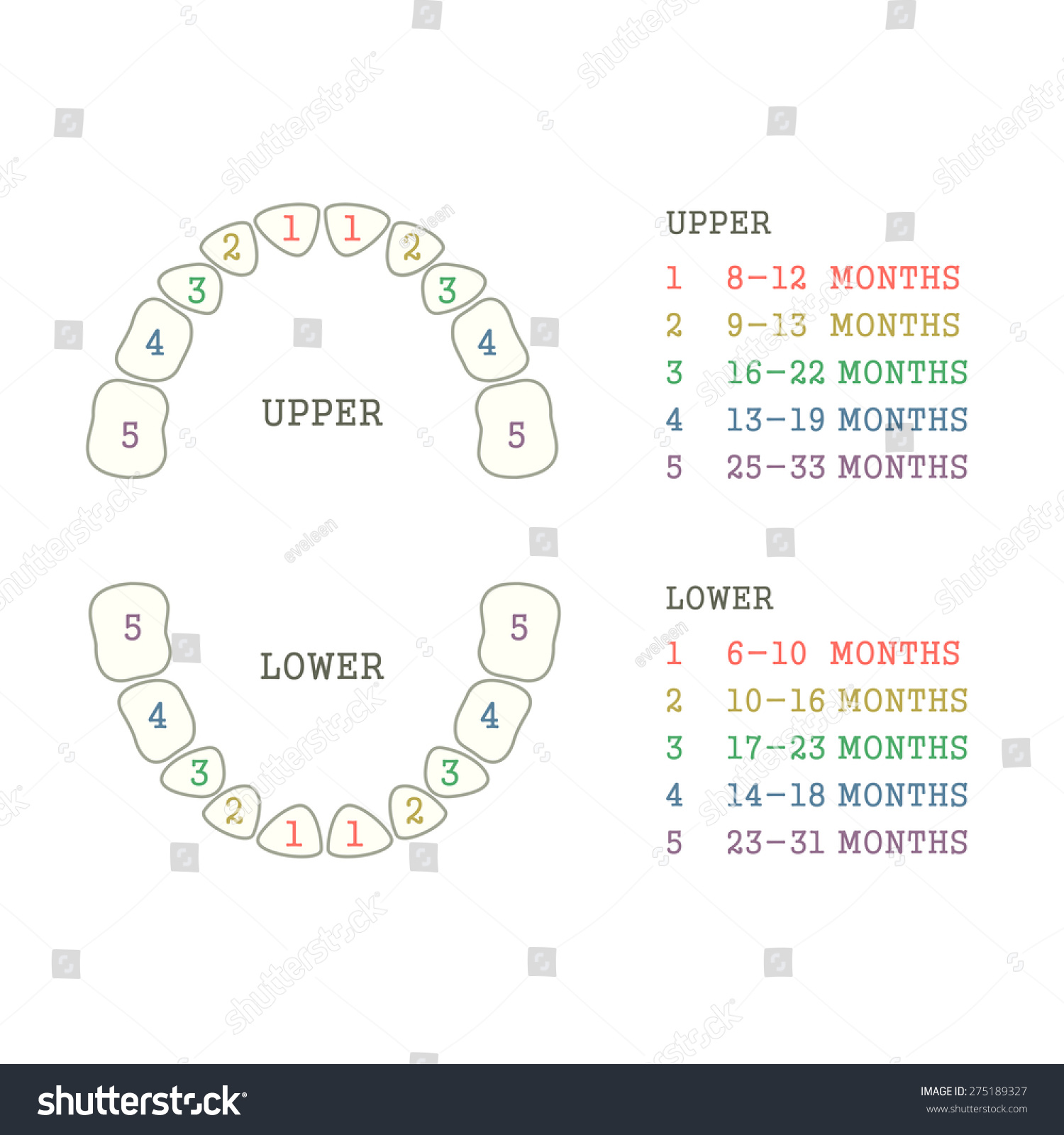 Vector Dental Illustration Tooth Chart Human Stock Vector (Royalty Free ...