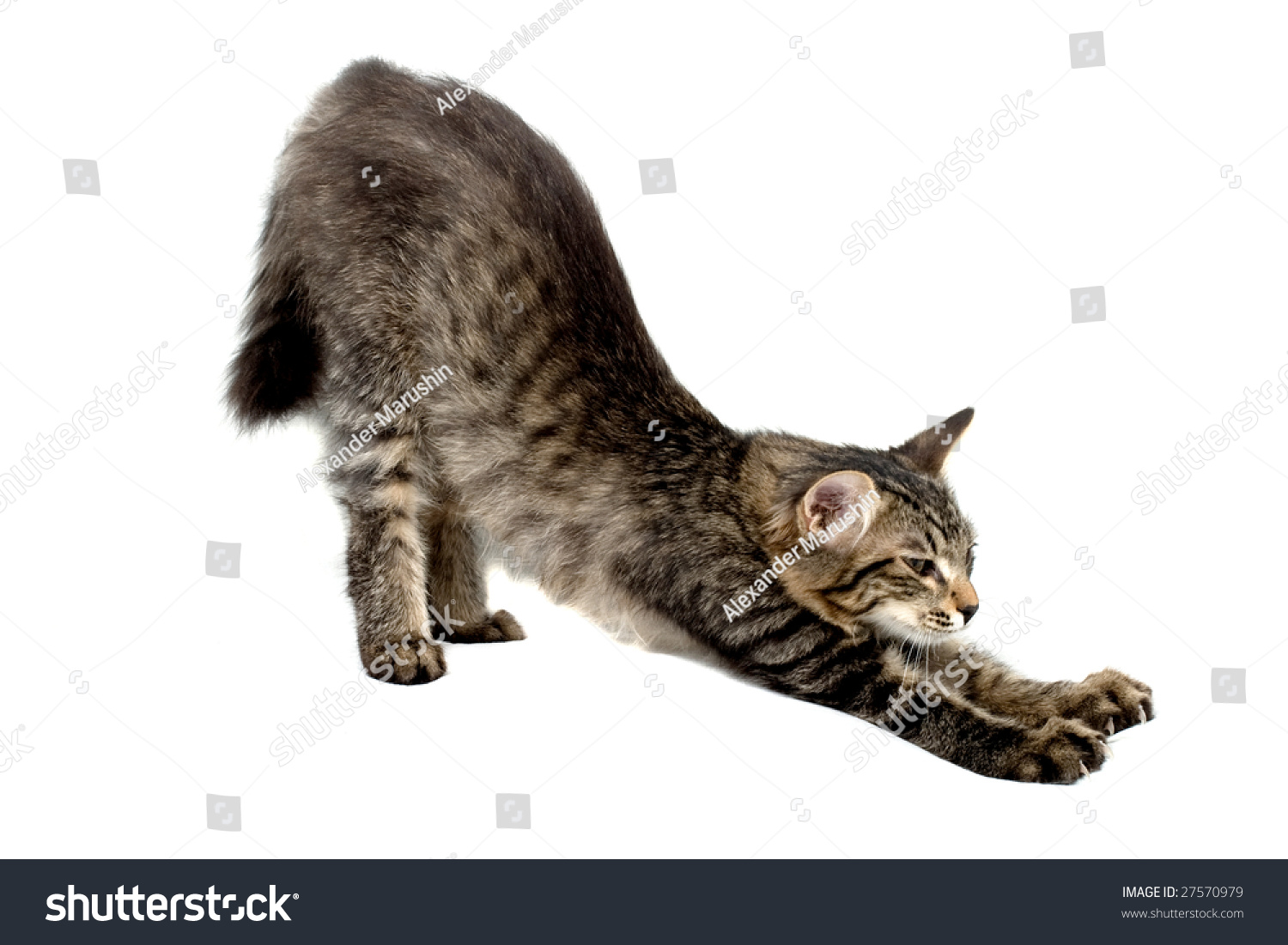 Котенок выгибает спину