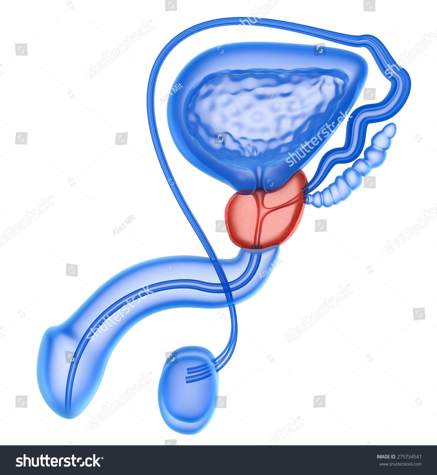 Prostate Male Reproductive System Isolated On Stock Illustration 275734547 Shutterstock 9051