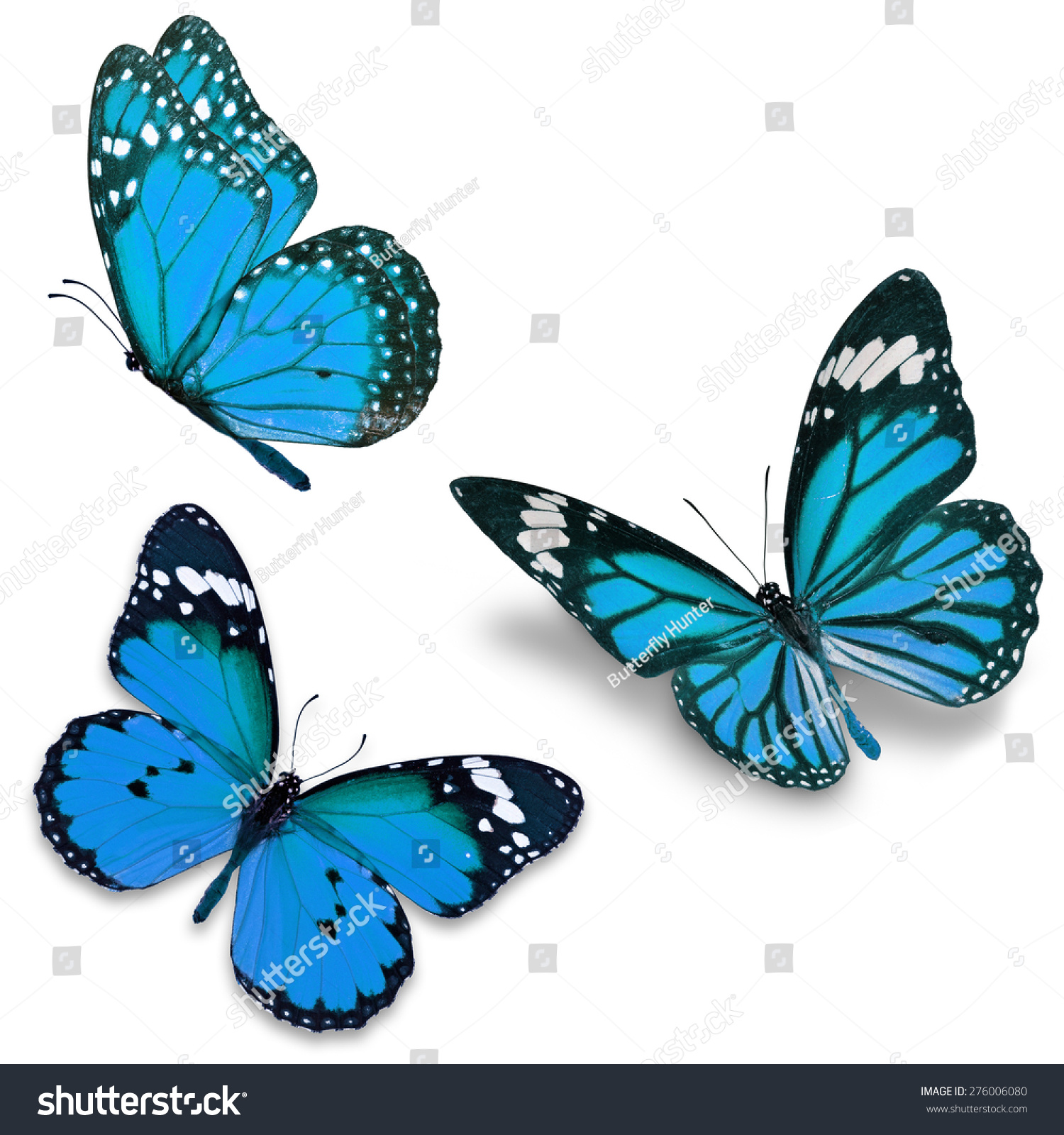 Three Blue Butterfly Isolated On White Stock Photo 276006080 | Shutterstock