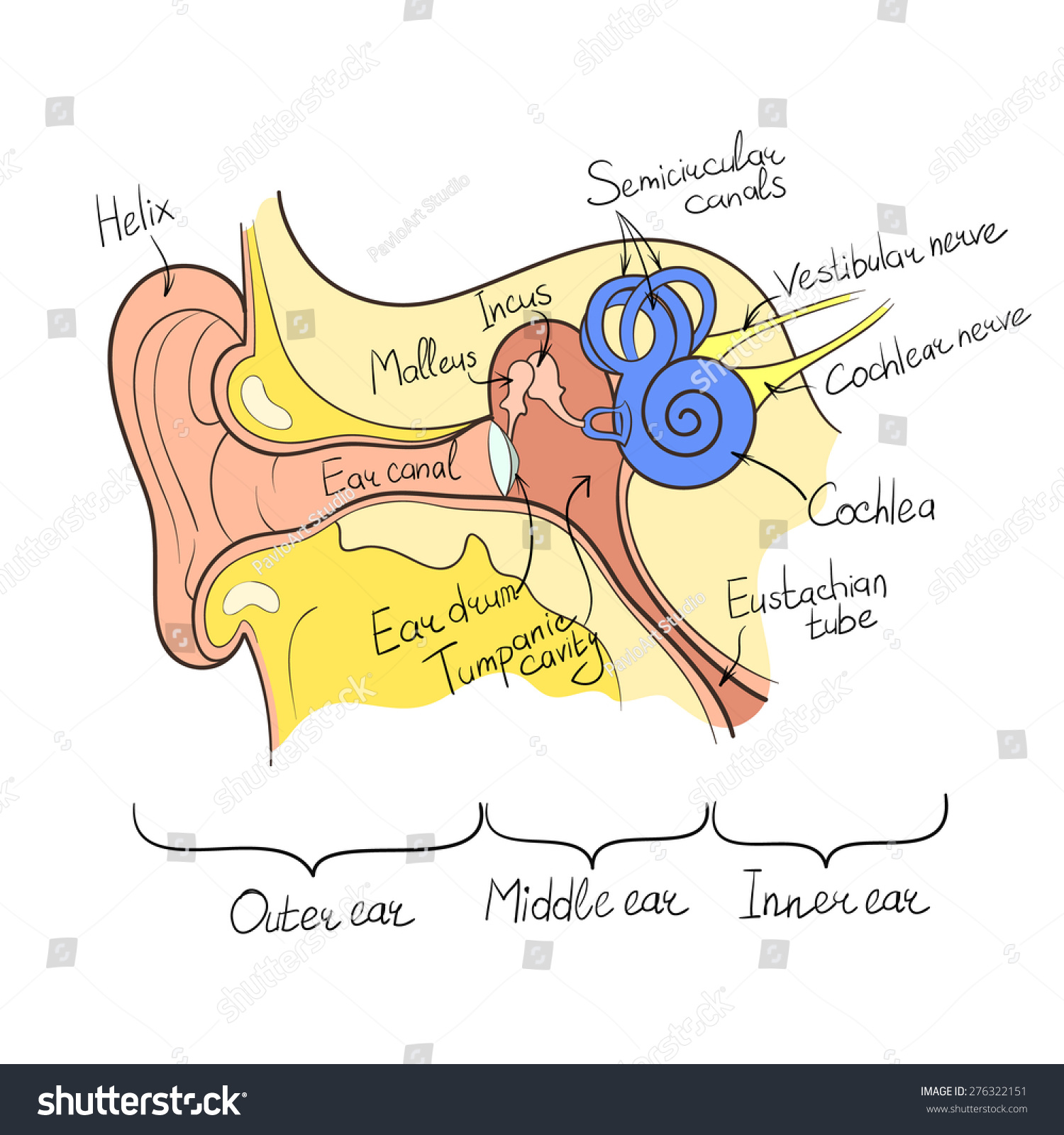 Ear Anatomy Outline Color Vector Illustration Stock Vector (Royalty ...