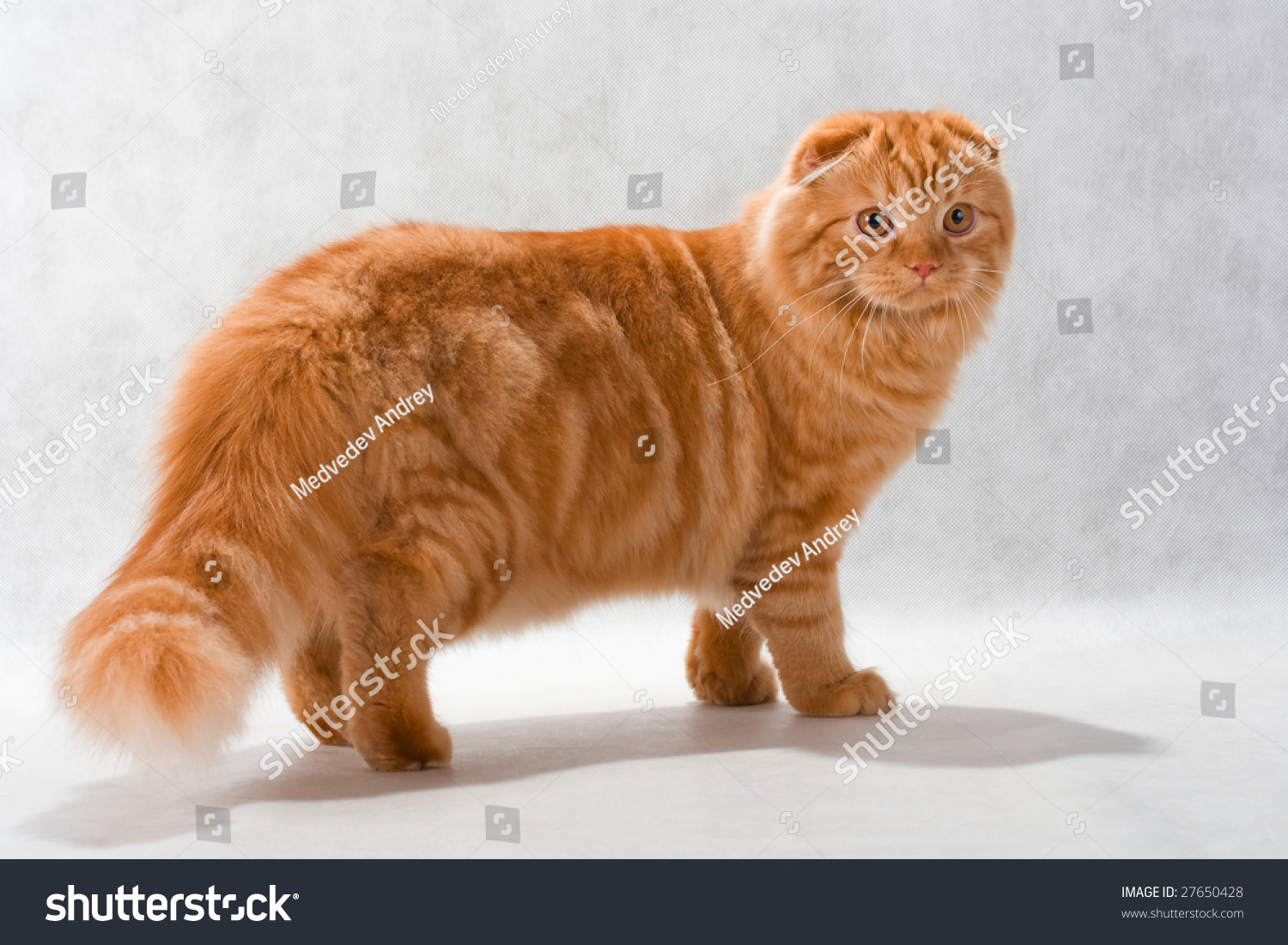 Шотландский вислоухий кот рыжий длинношерстный