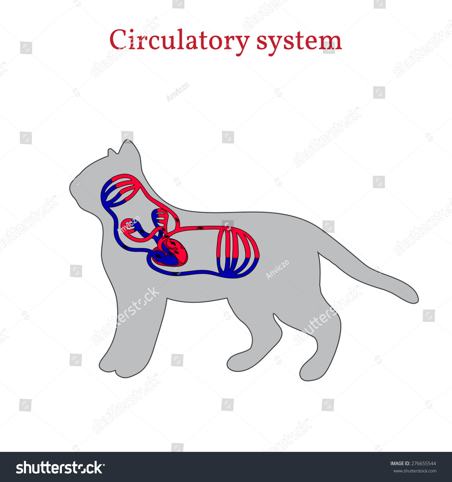 Circulatory System Cat Stock Vector (Royalty Free) 276655544 | Shutterstock