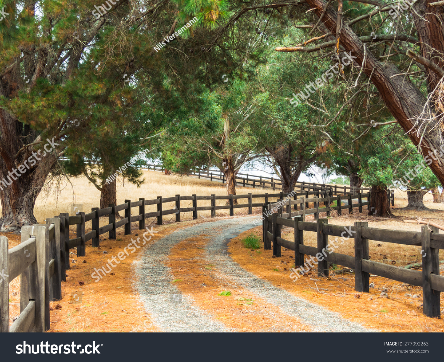 tree lined driveway australia