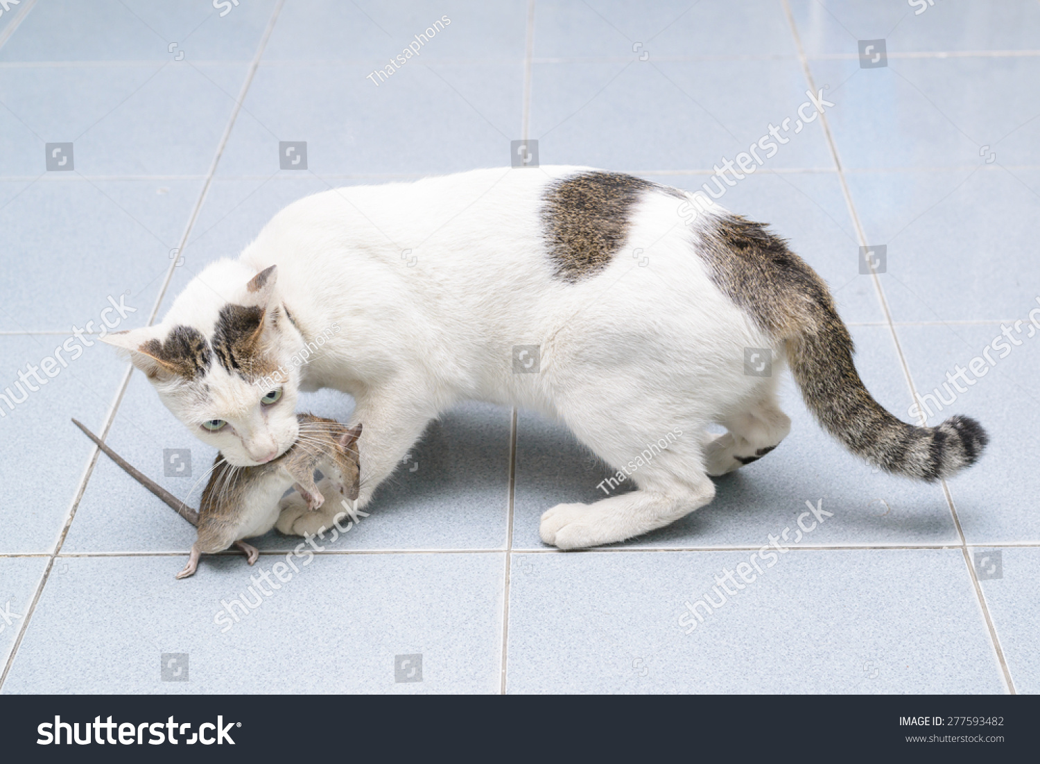 Кот поймал крысу