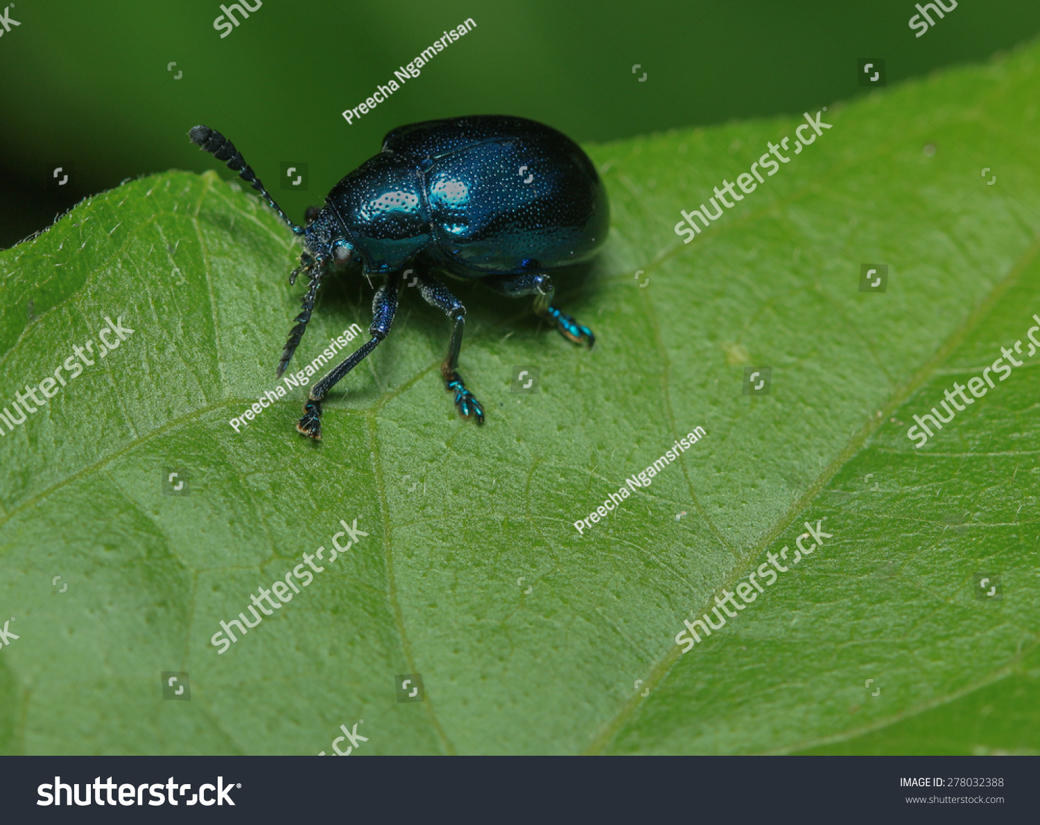 Blue Milkweed Beetle Stock Photo 278032388 | Shutterstock