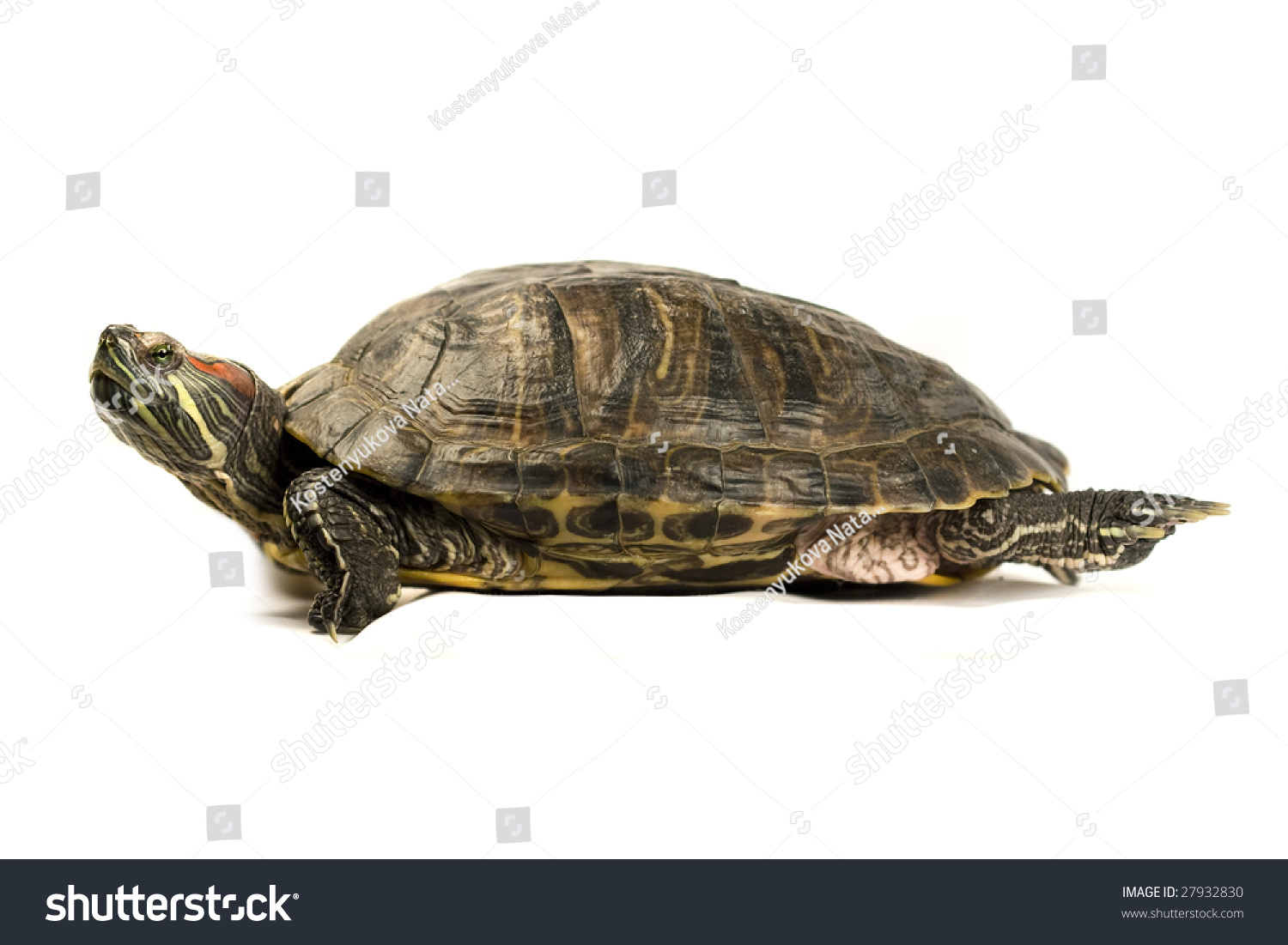 Terrapin Isolated On White Background Stock Photo 27932830 | Shutterstock