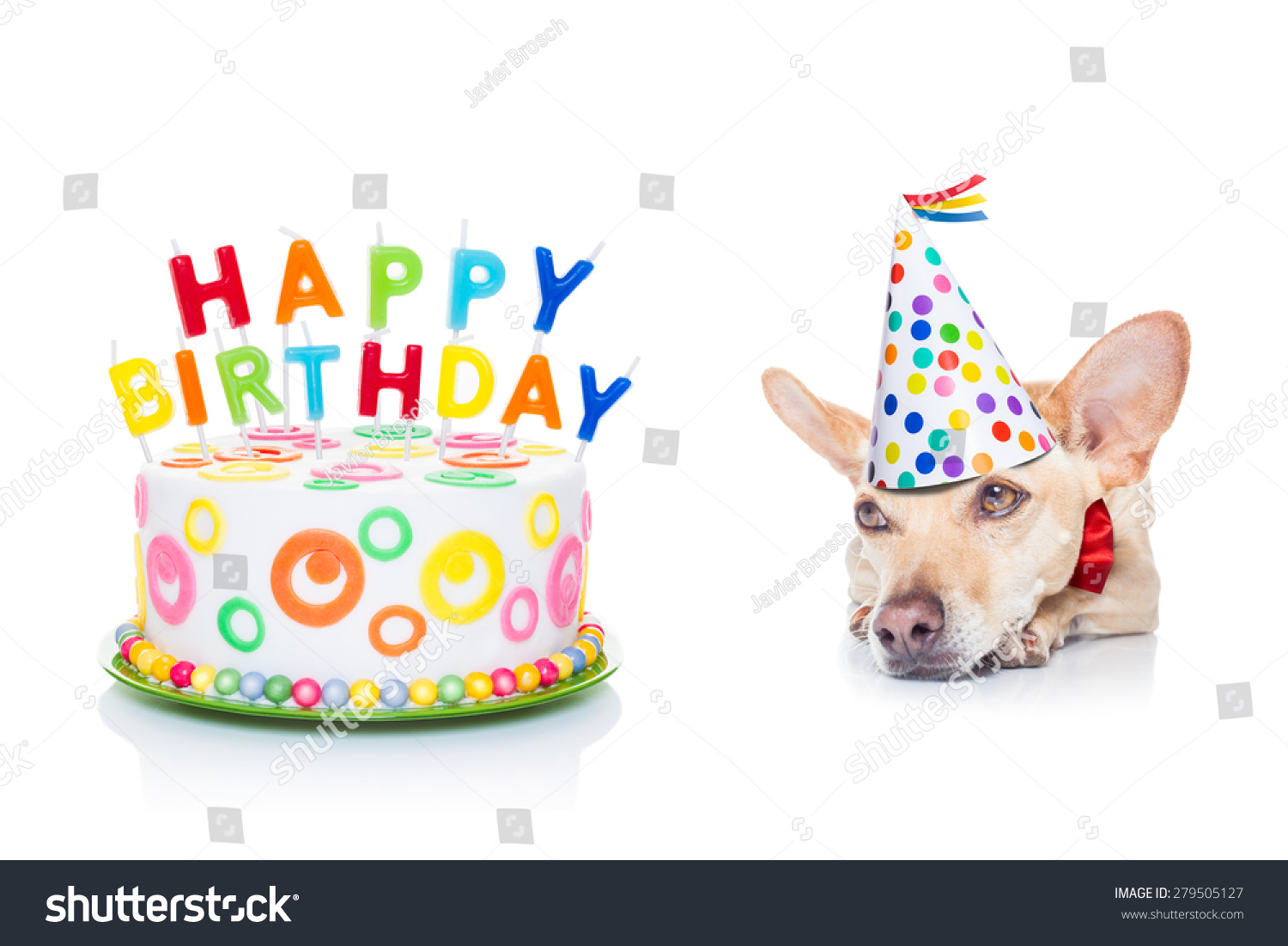 Chihuahua Dog Hungry Happy Birthday Cake Stock Photo 279505127 ...