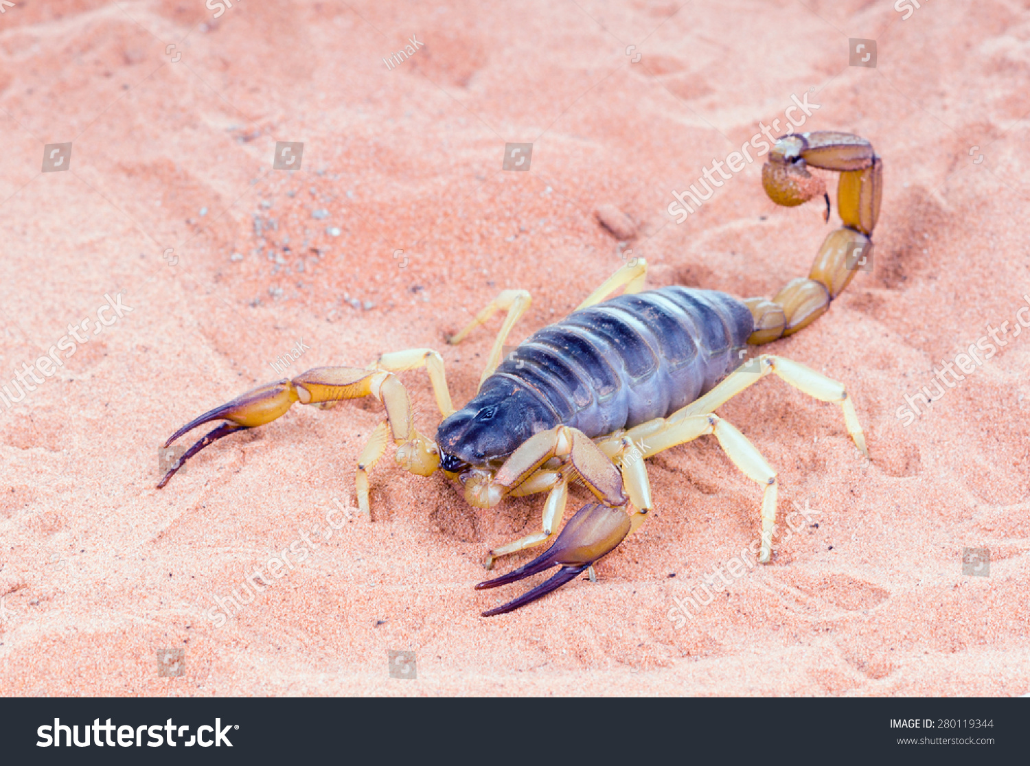 https://image.shutterstock.com/shutterstock/photos/280119344/display_1500/stock-photo-the-biggest-scorpion-living-in-north-america-a-desert-hairy-scorpion-hadrurus-arizonensis-on-280119344.jpg