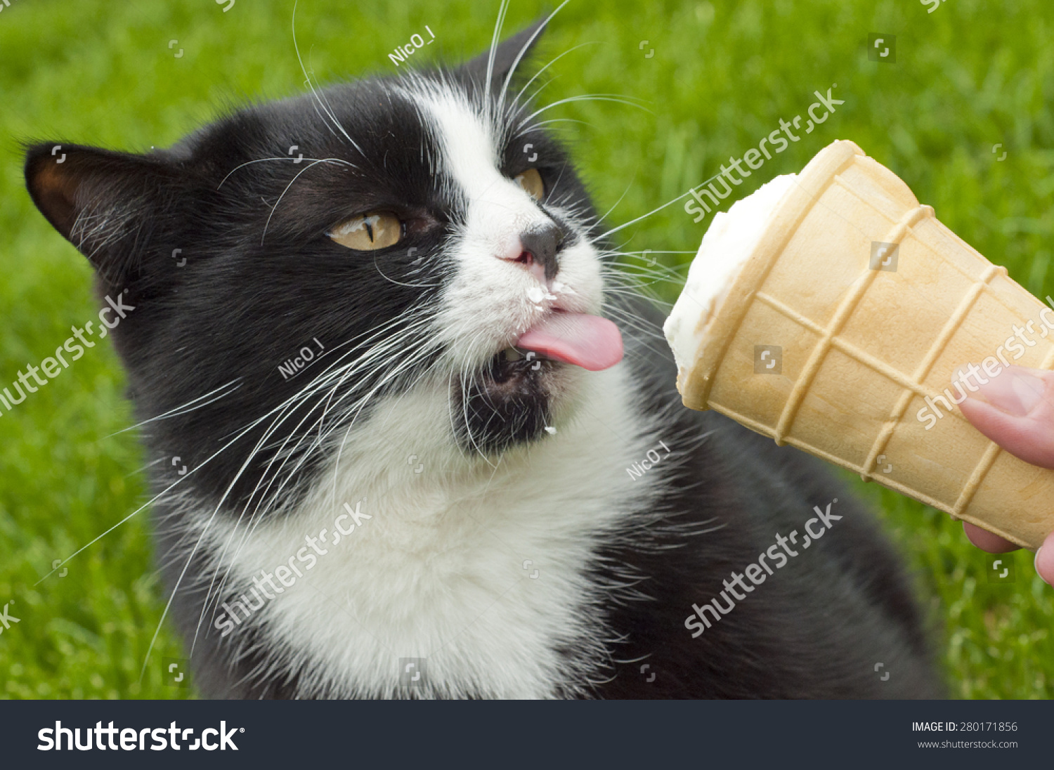 Кошачье мороженое