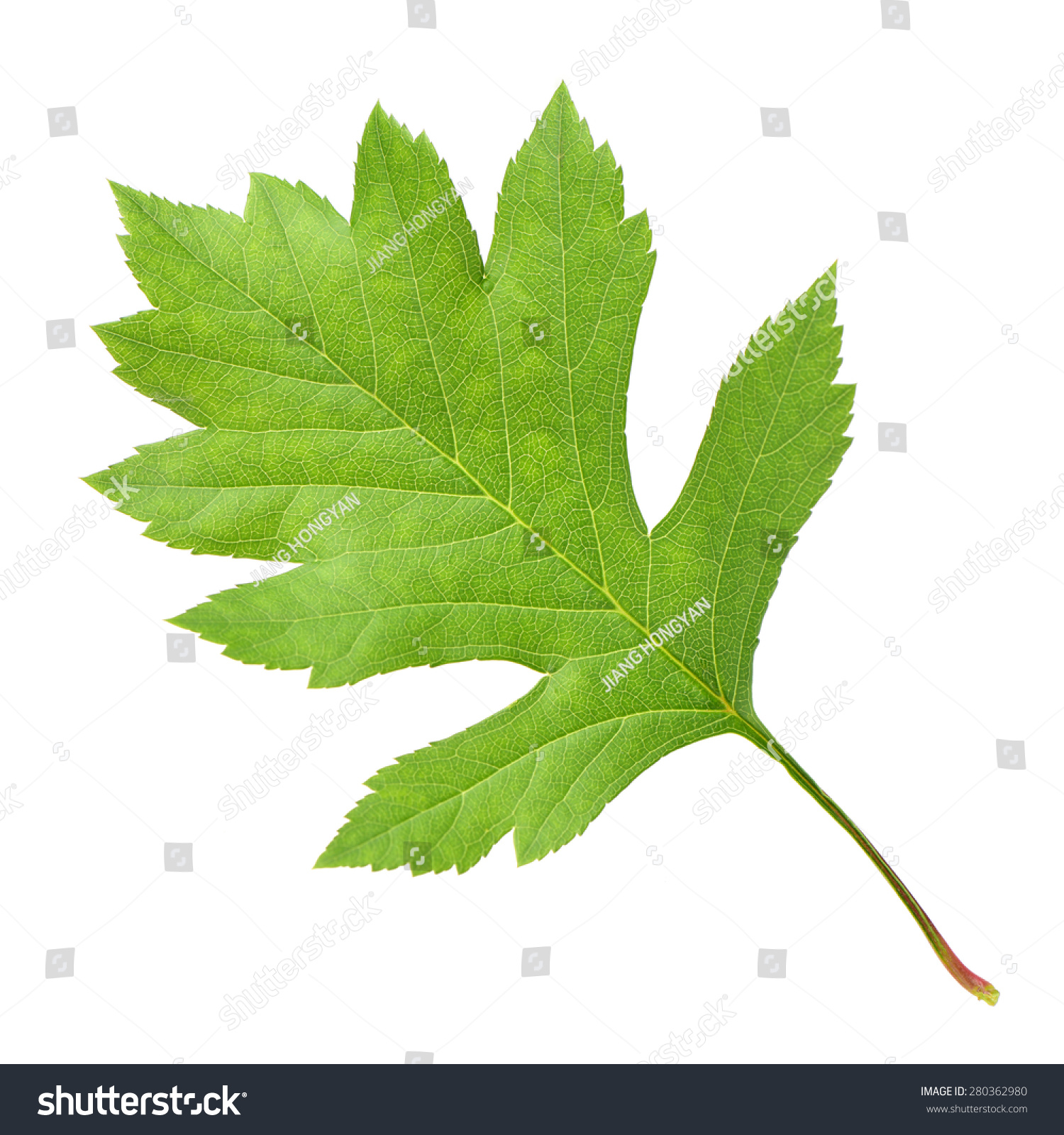 Hawthorn Leaf extract (Crataegus pinnatifida) PNG на прозрачном фоне