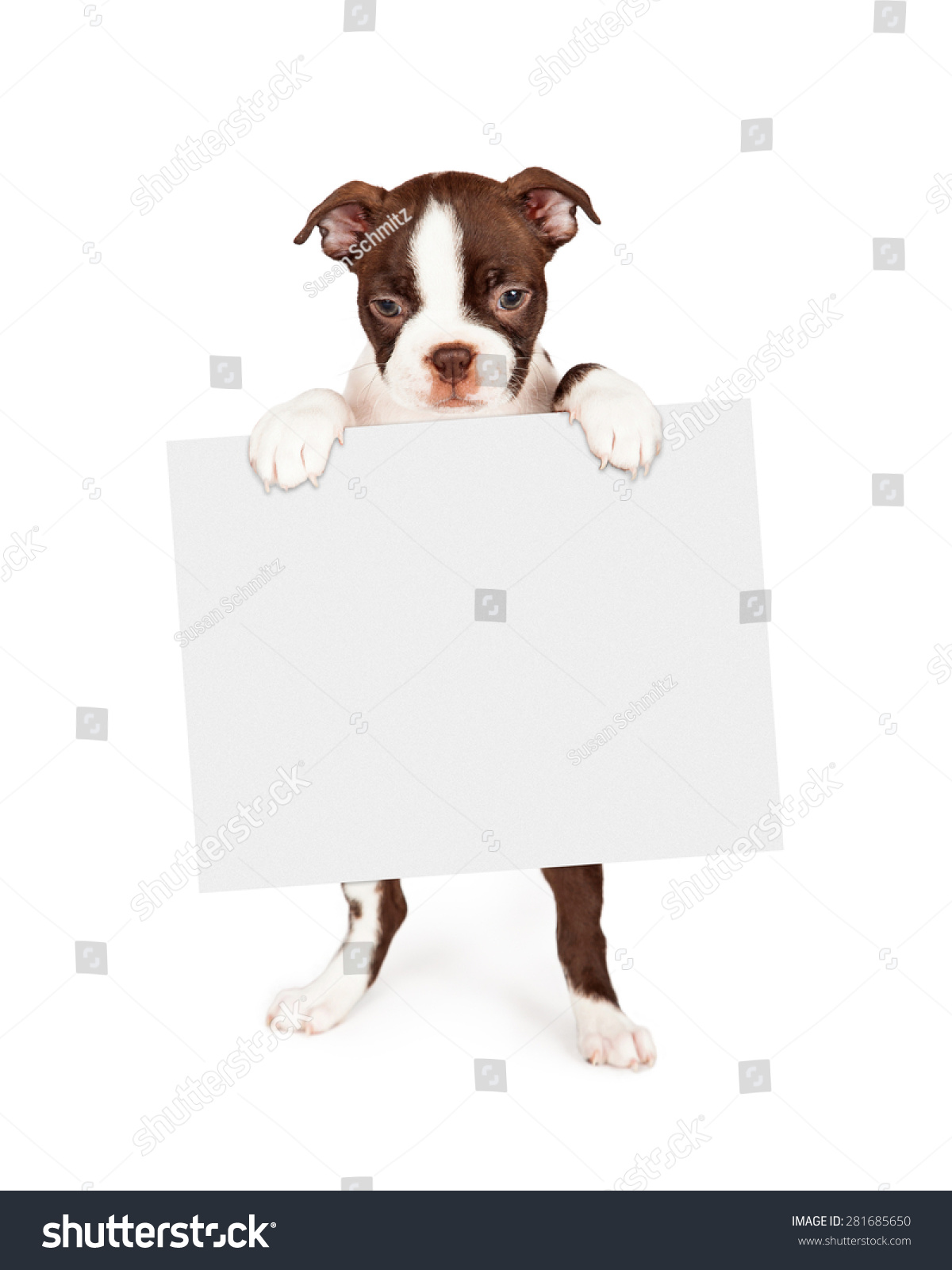 Seven Week Old Boston Terrier Puppy Stock Photo 281685650 | Shutterstock