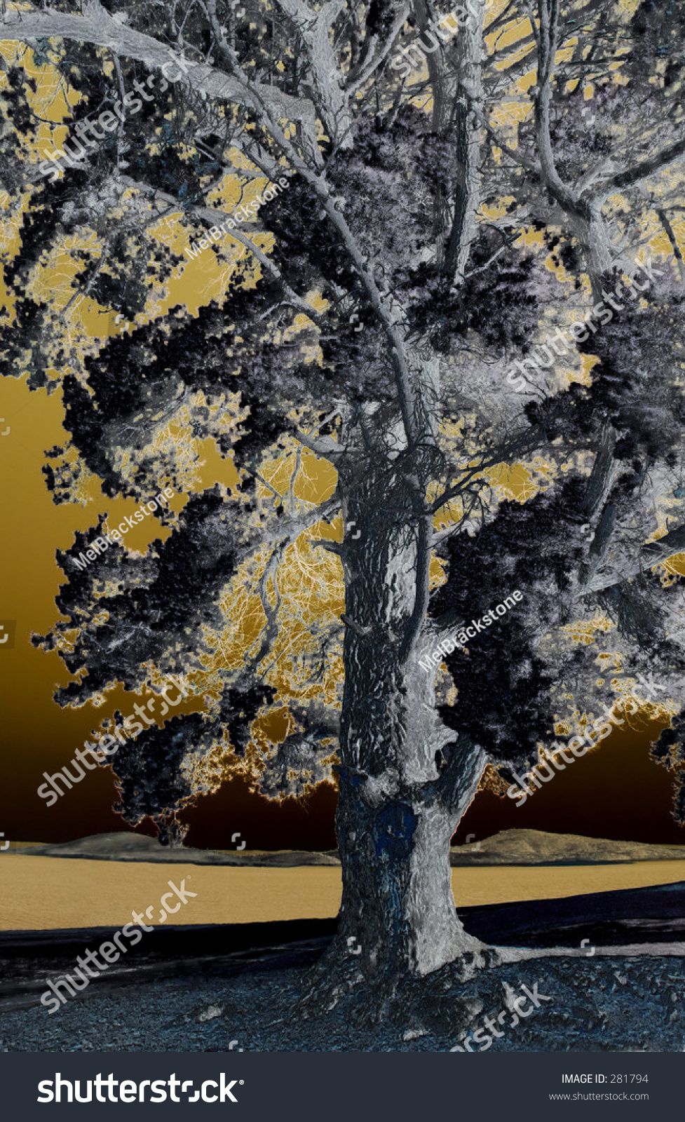 Umber Tree Stock Photo 281794 Shutterstock