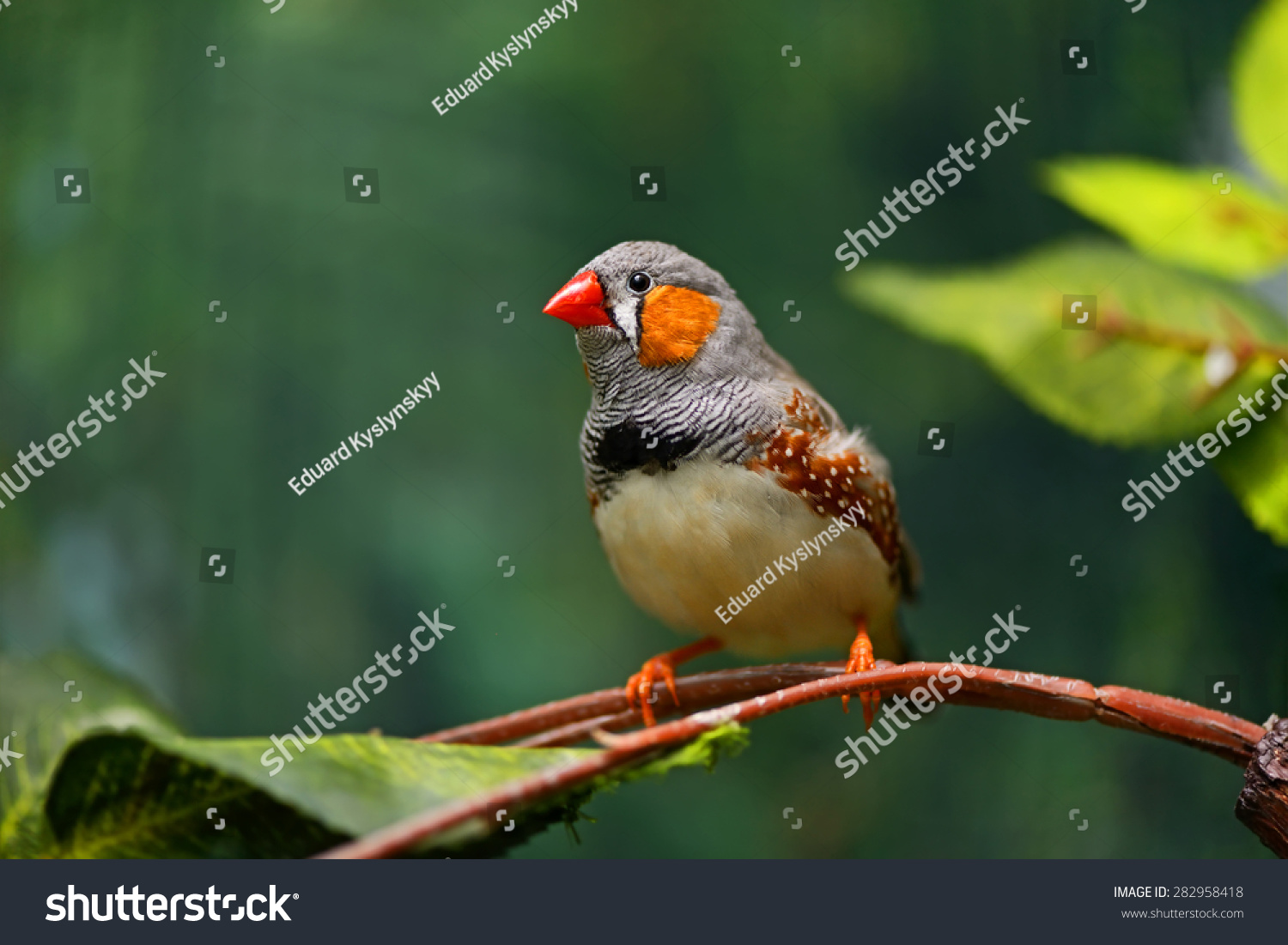 Small Beautiful Birds African Savanna Stock Photo 282958418 | Shutterstock