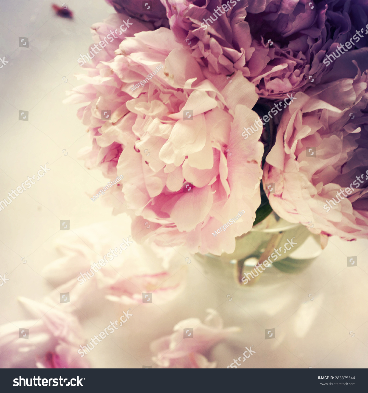 Pink Peony Flowers Stock Photo Shutterstock