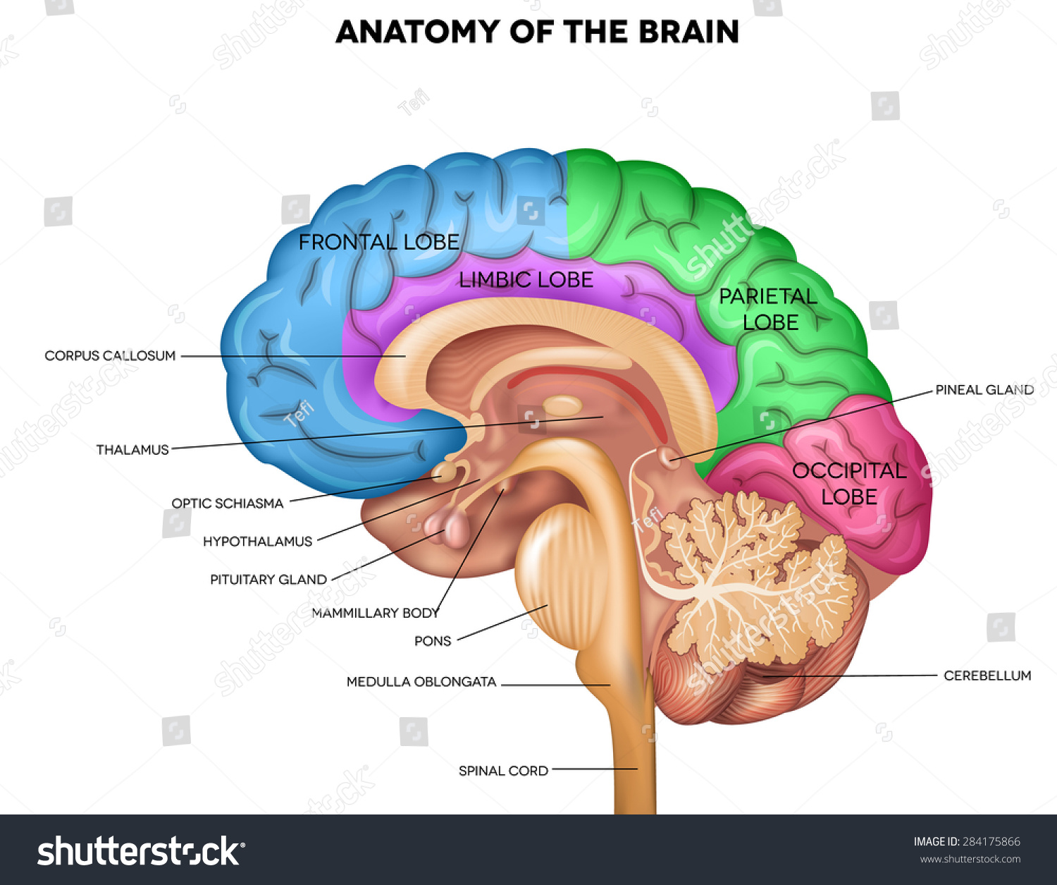 3,042 Brain With Glands Images, Stock Photos & Vectors | Shutterstock