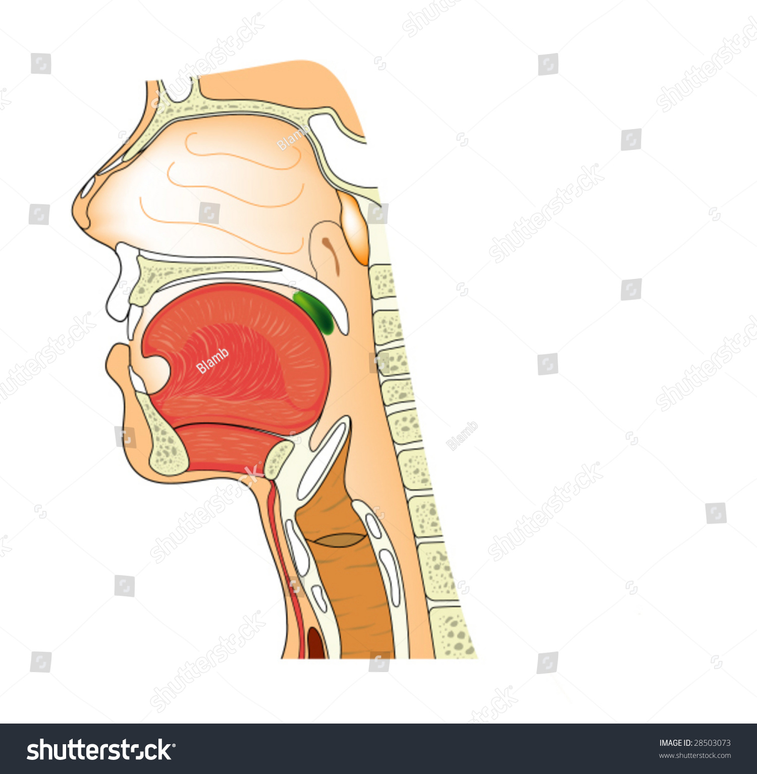 Anatomy Nose Throat Stock Vector (Royalty Free) 28503073 | Shutterstock