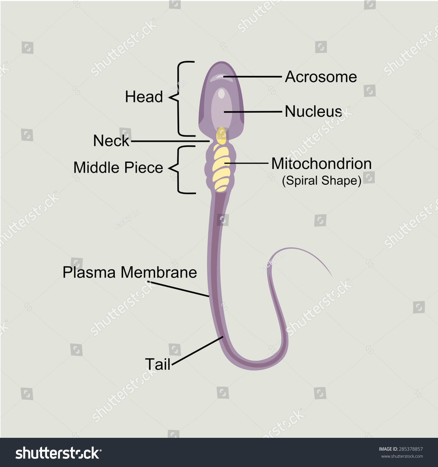 Structure Sperm Cell 库存矢量图（免版税）285378857 Shutterstock 9390