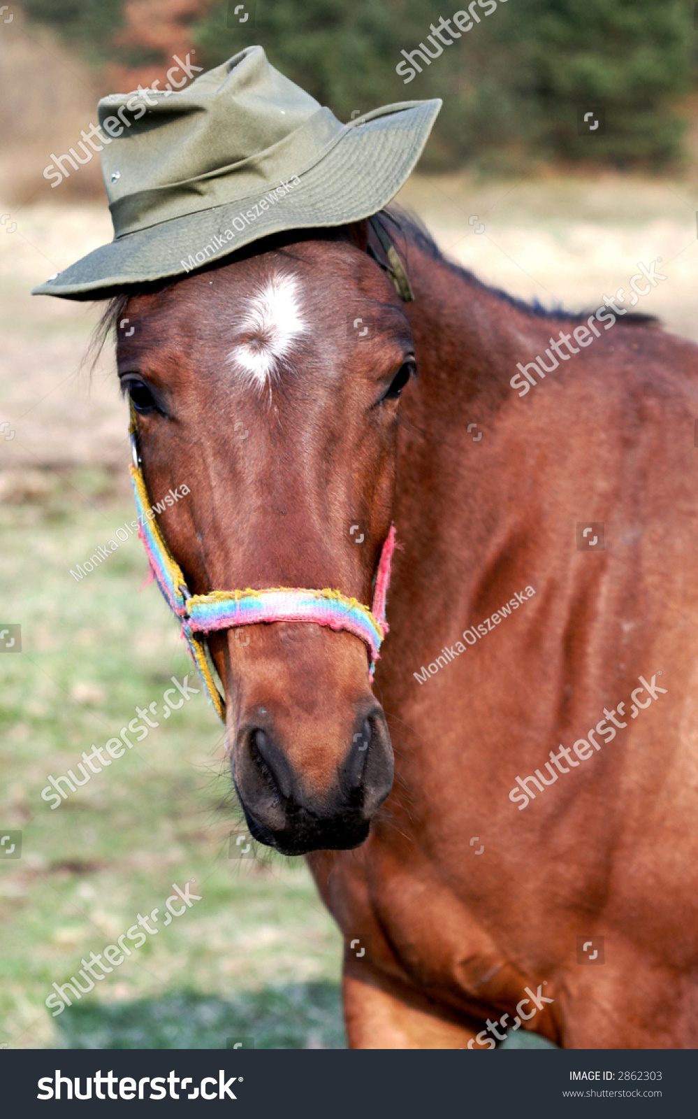 hat horse