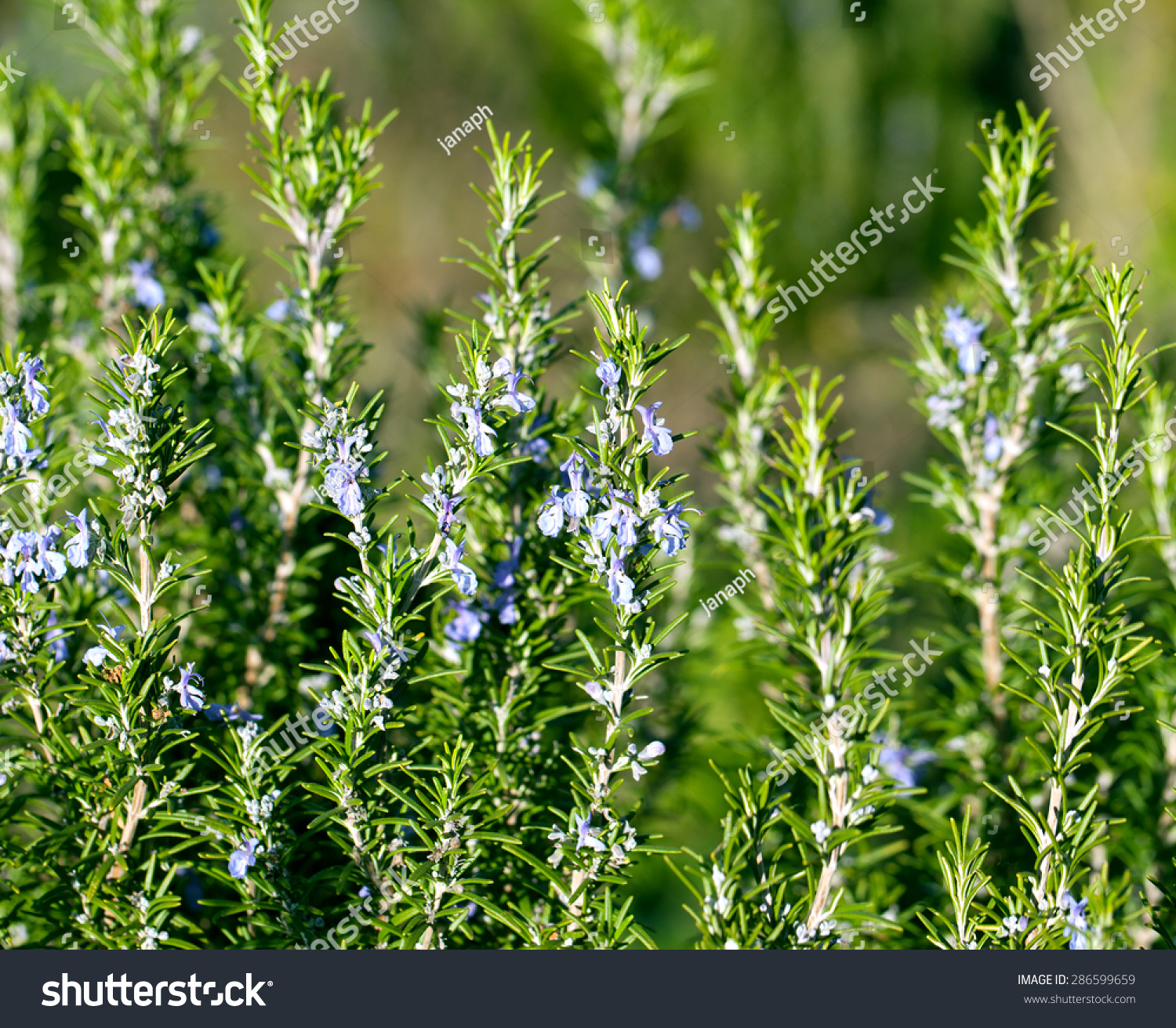 Трава розмарин. Rosmarinus officinalis. Розмарин Крымский. Розмарин растение. Розмарин Средиземноморский.