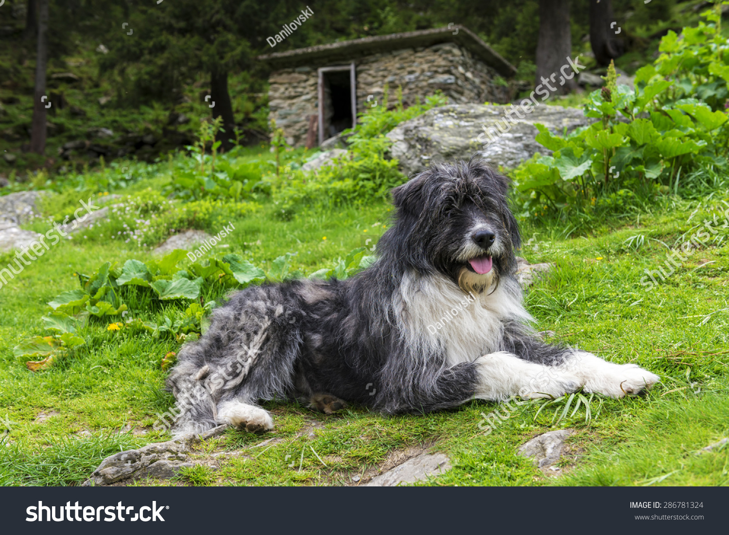Romanian Mioritic Shepherd Dog